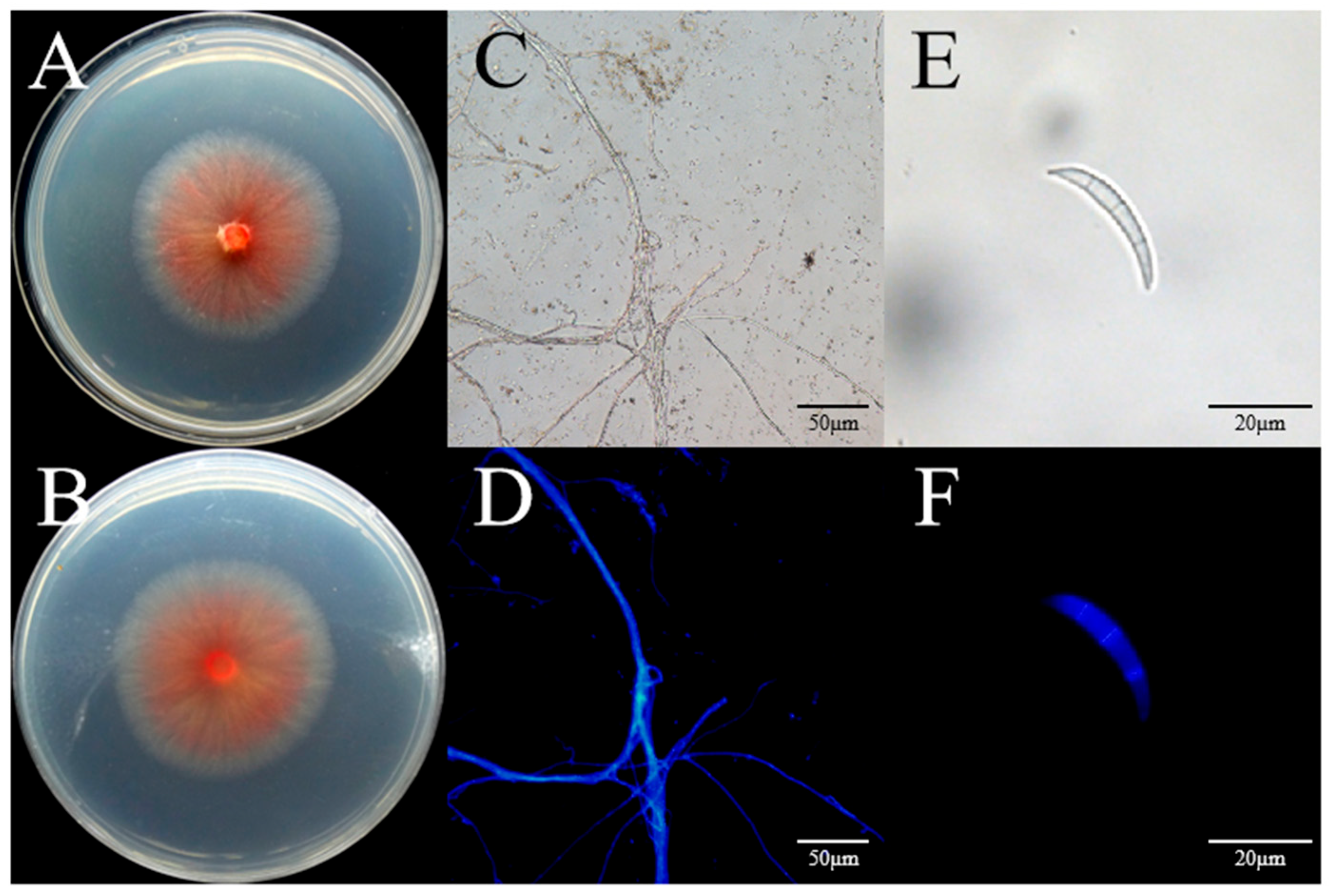 Jof 11 00636 g002 Jof 11 00636 g002