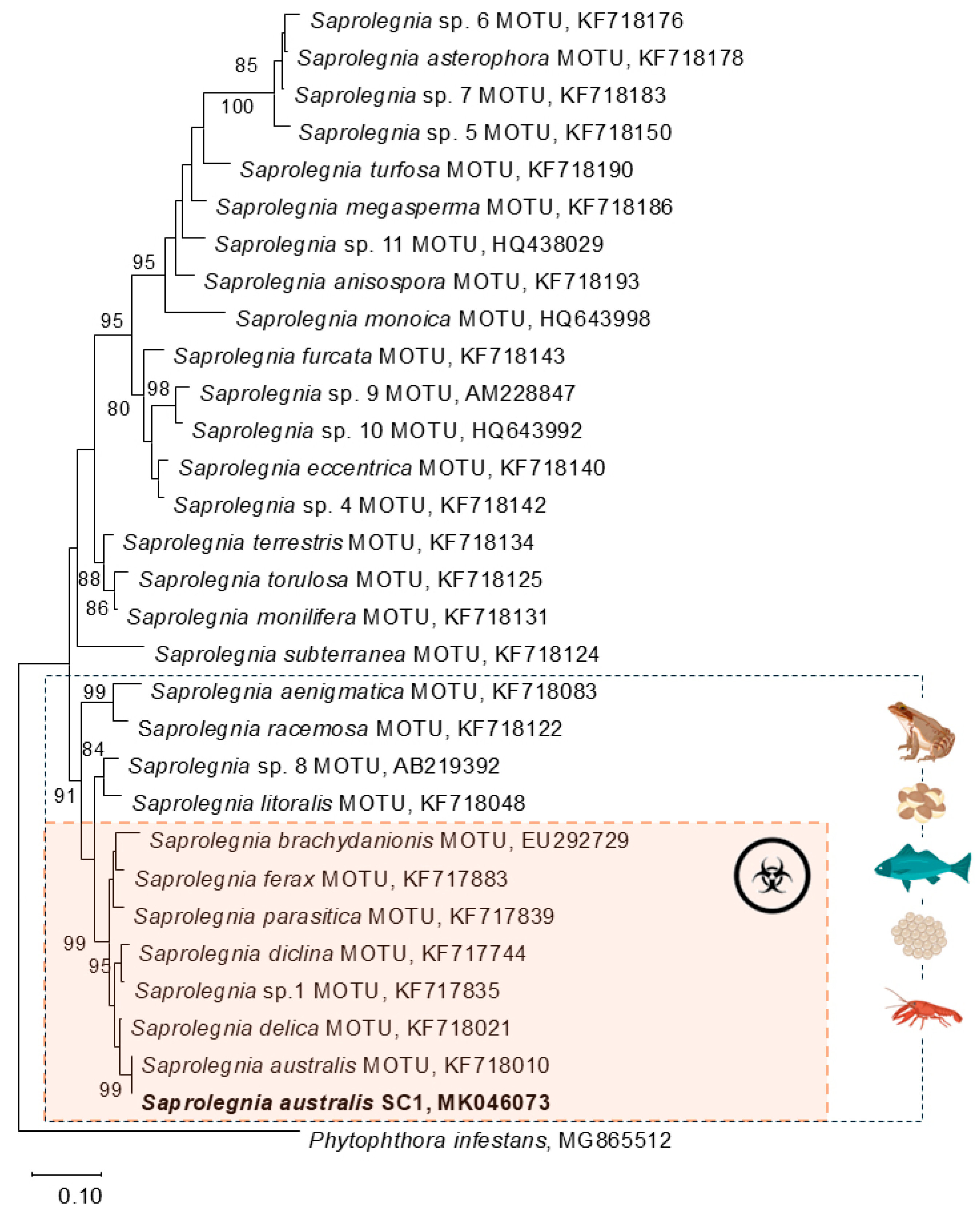 Jof 11 00649 g002 Jof 11 00649 g002