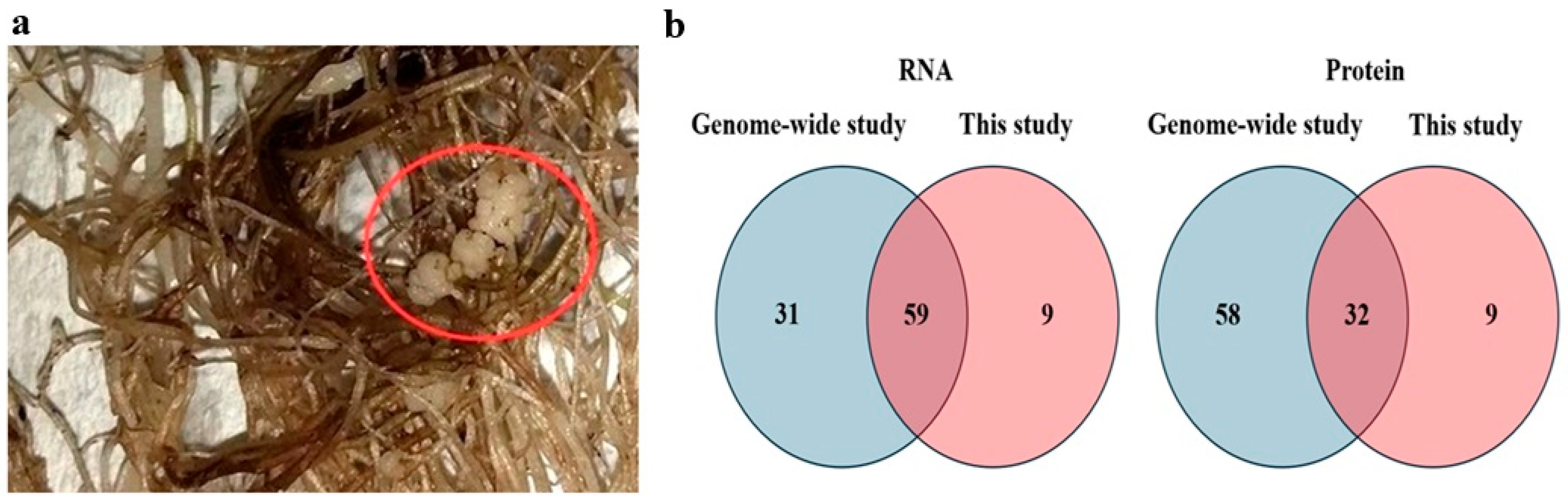 Jof 11 00654 g001 Jof 11 00654 g001