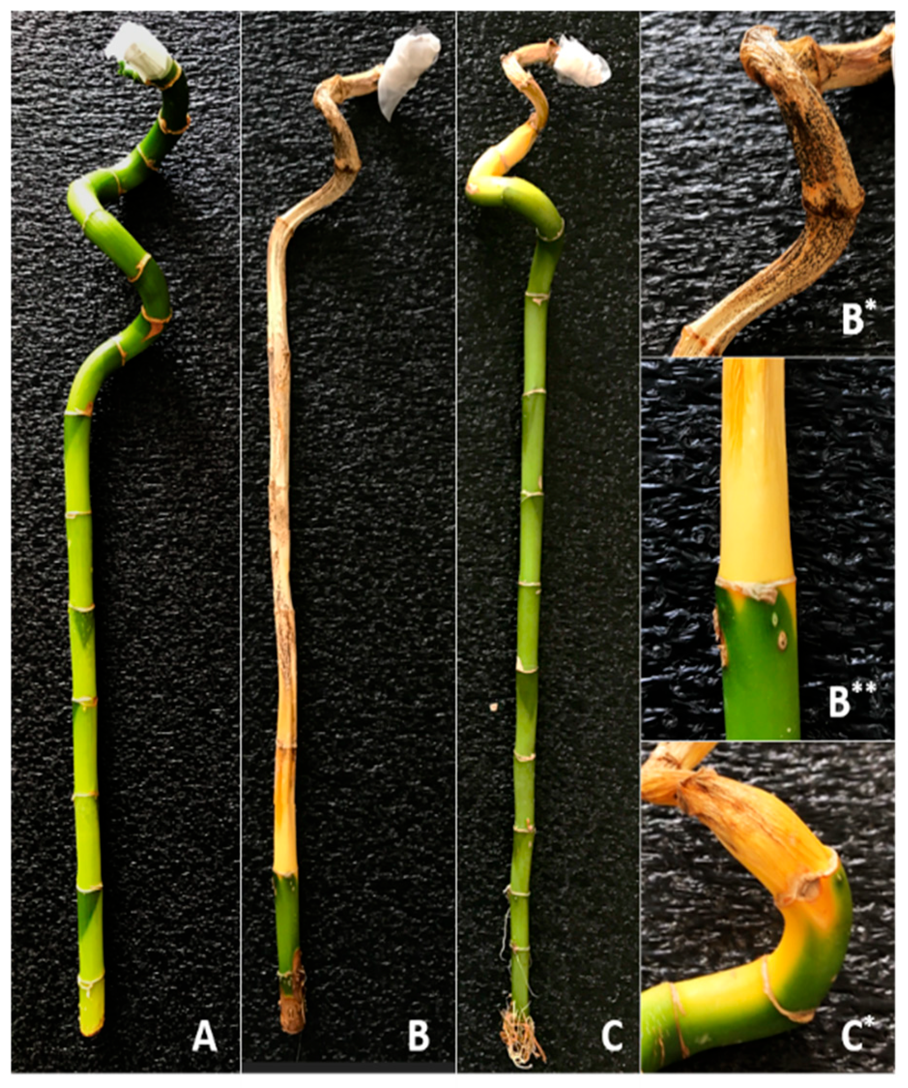 Jof 11 00655 g001 Jof 11 00655 g001