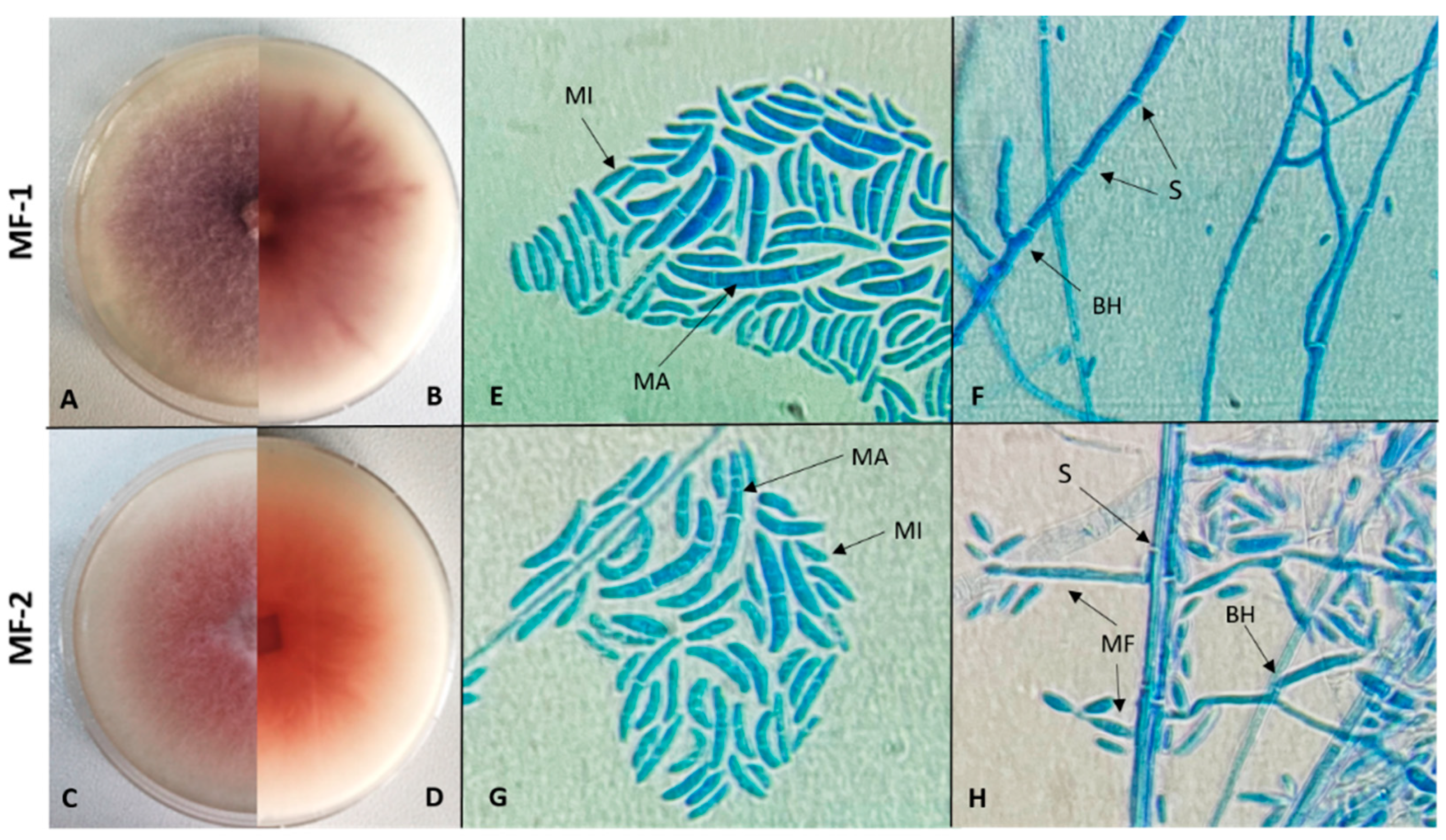 Jof 11 00655 g002 Jof 11 00655 g002