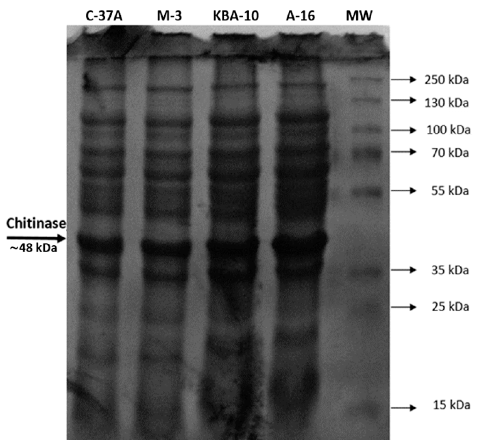 Jof 11 00655 g003 Jof 11 00655 g003