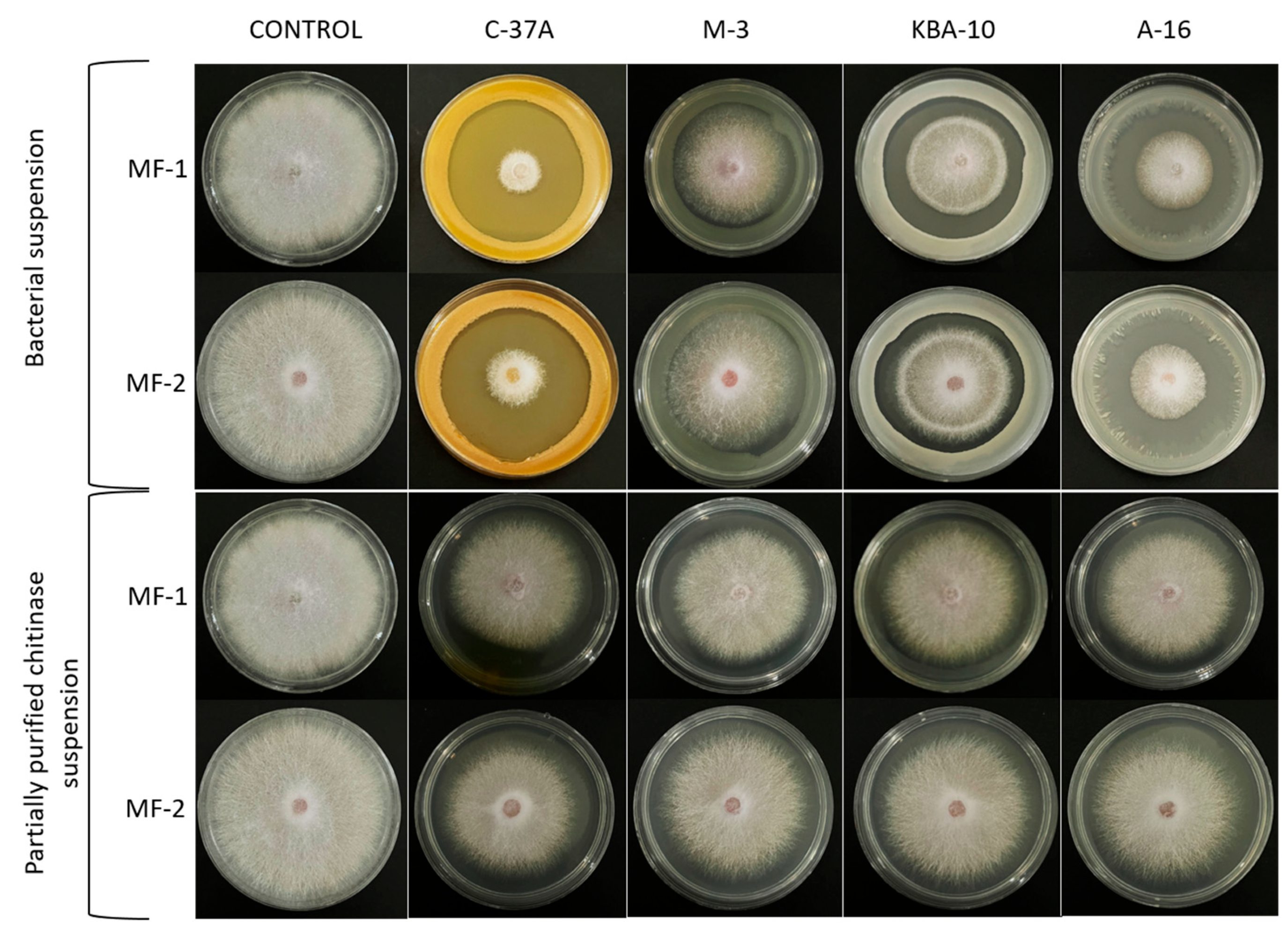 Jof 11 00655 g007 Jof 11 00655 g007