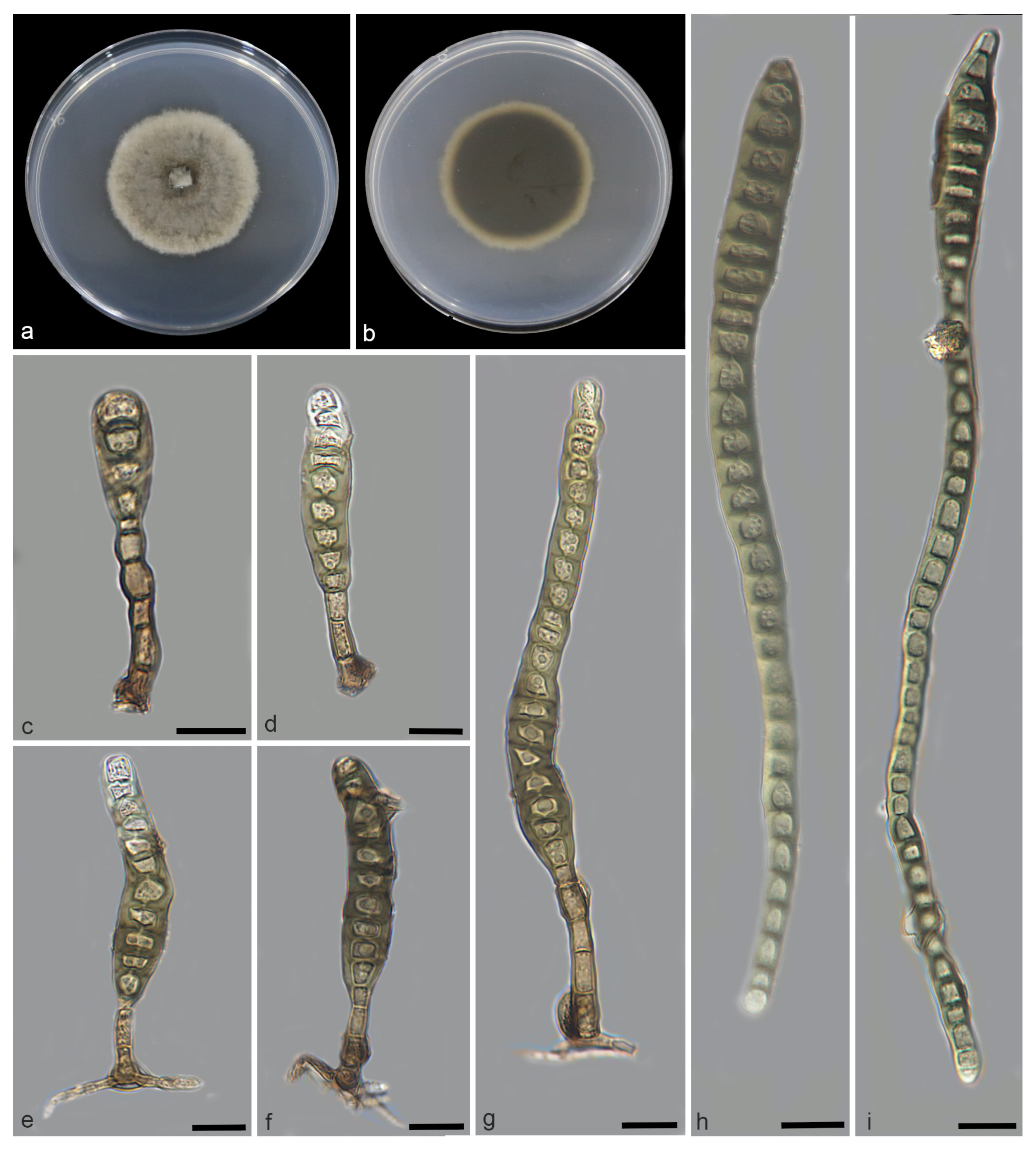 Jof 11 00667 g002 Jof 11 00667 g002