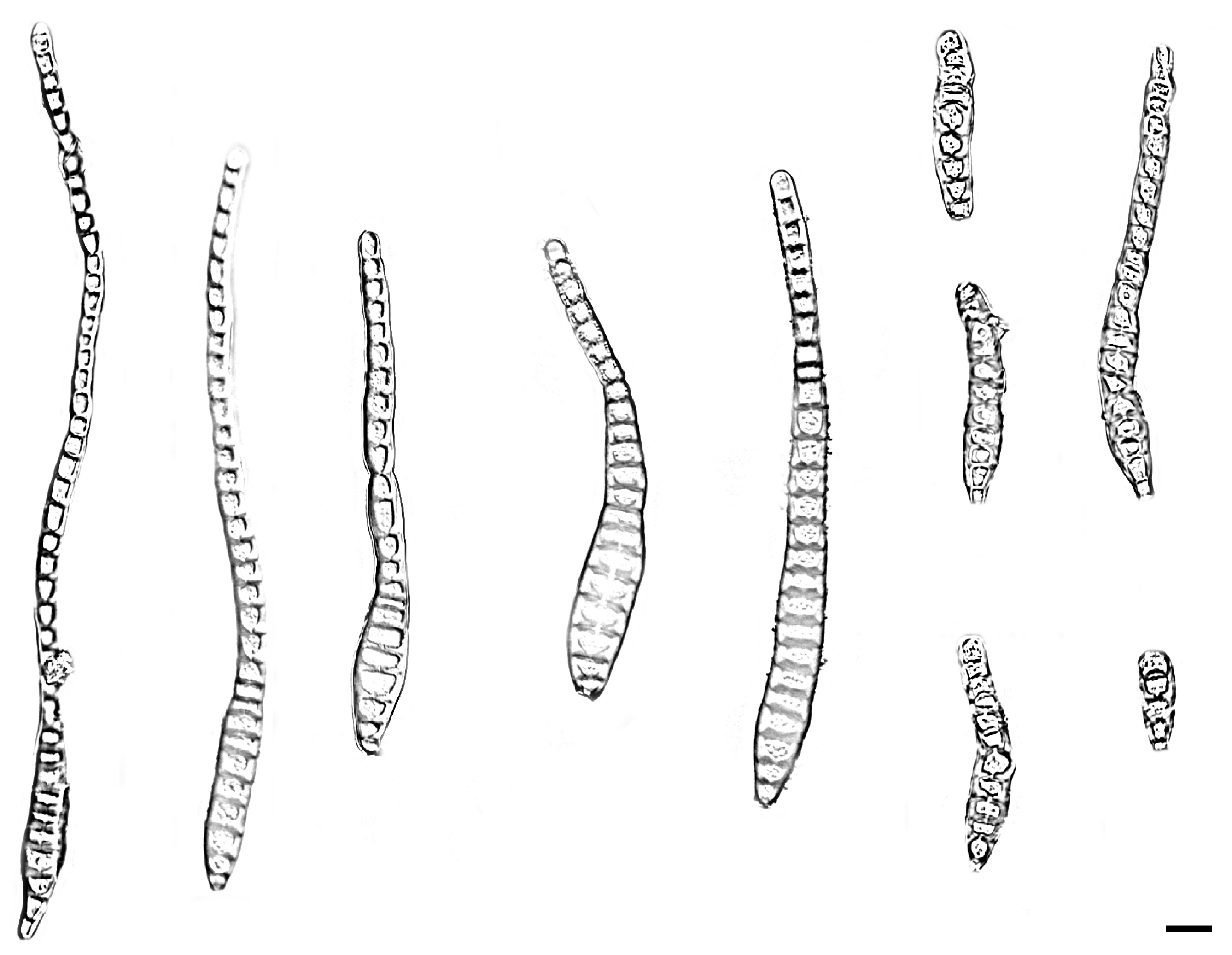 Jof 11 00667 g003 Jof 11 00667 g003