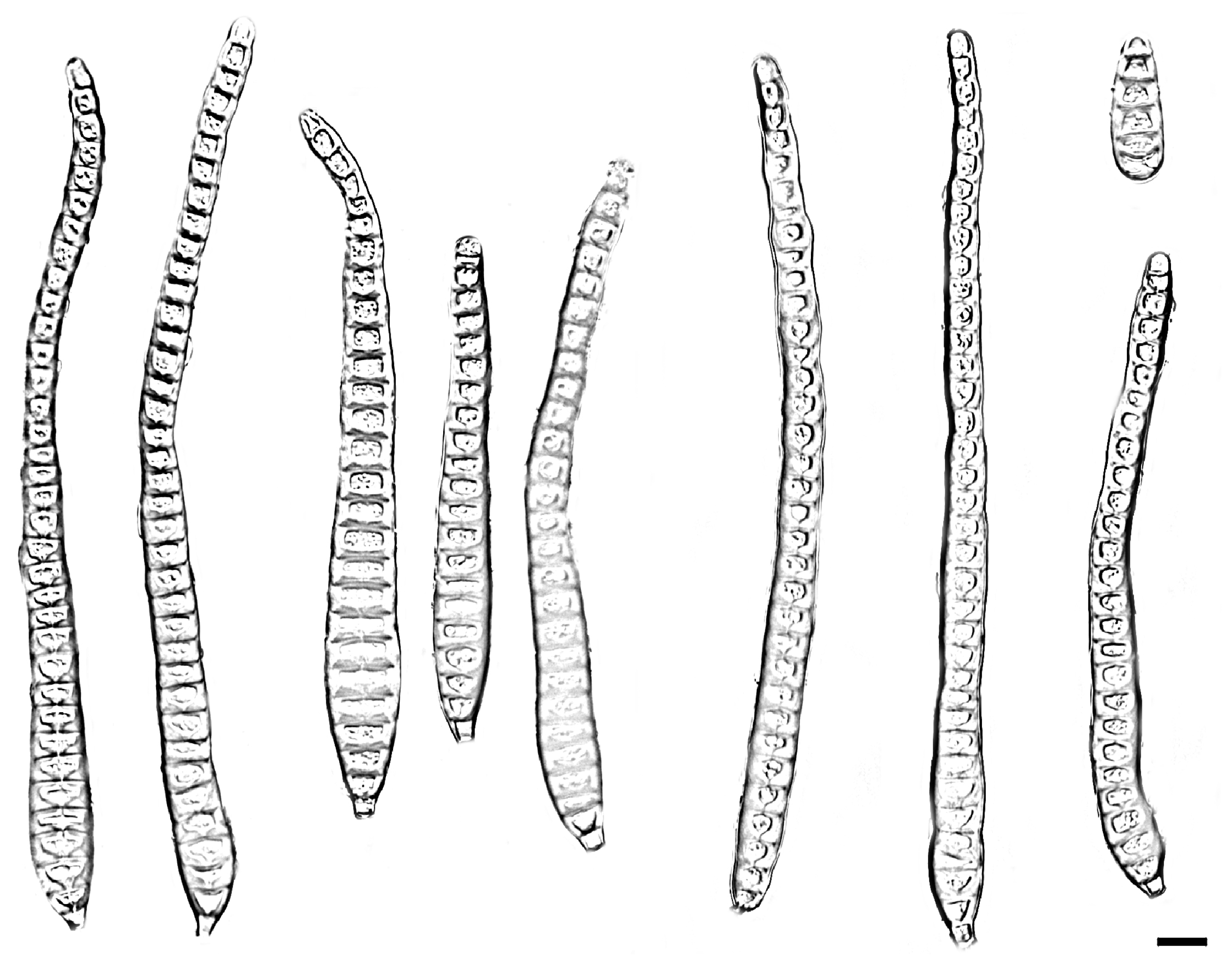 Jof 11 00667 g005 Jof 11 00667 g005