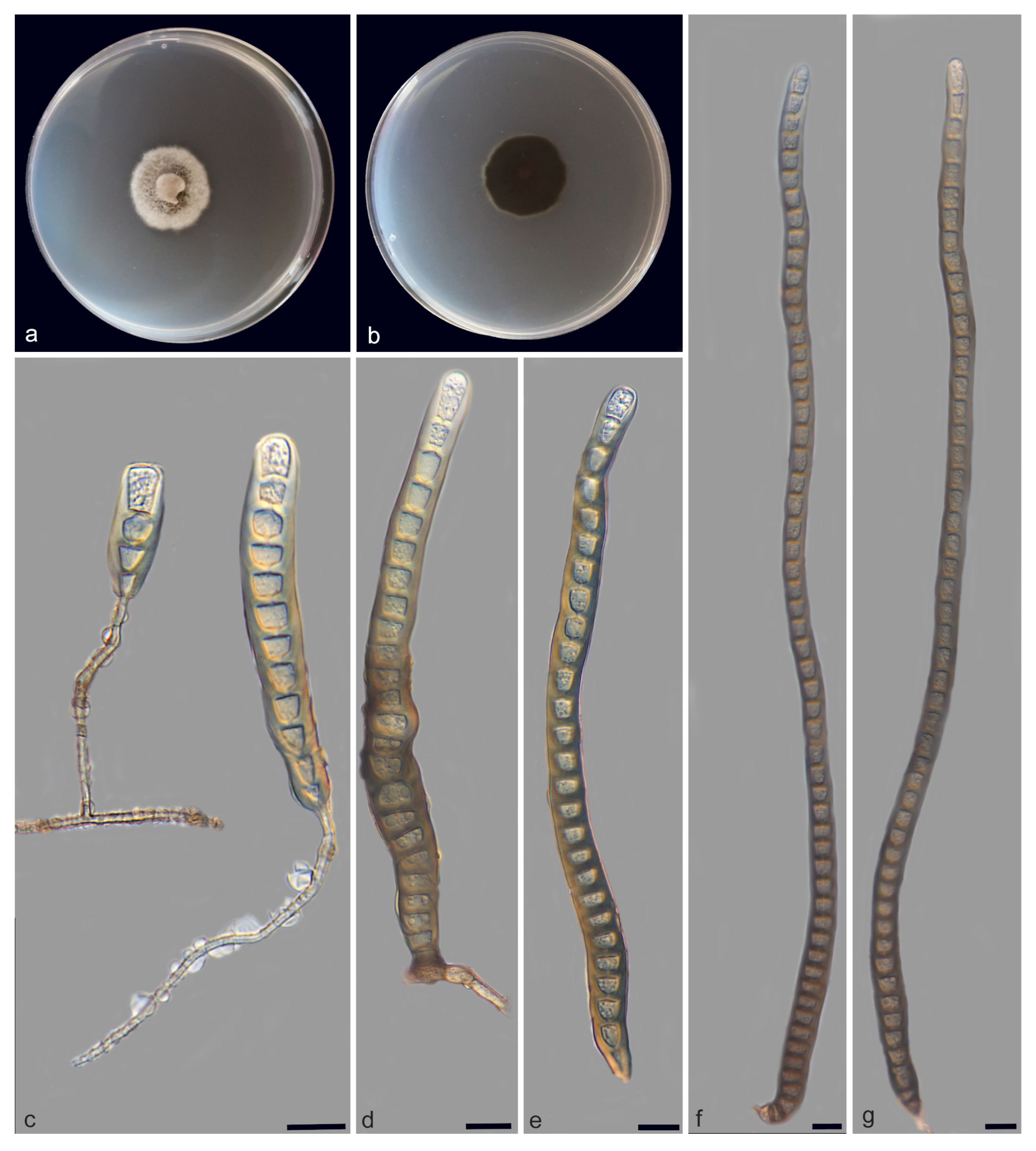 Jof 11 00667 g006 Jof 11 00667 g006