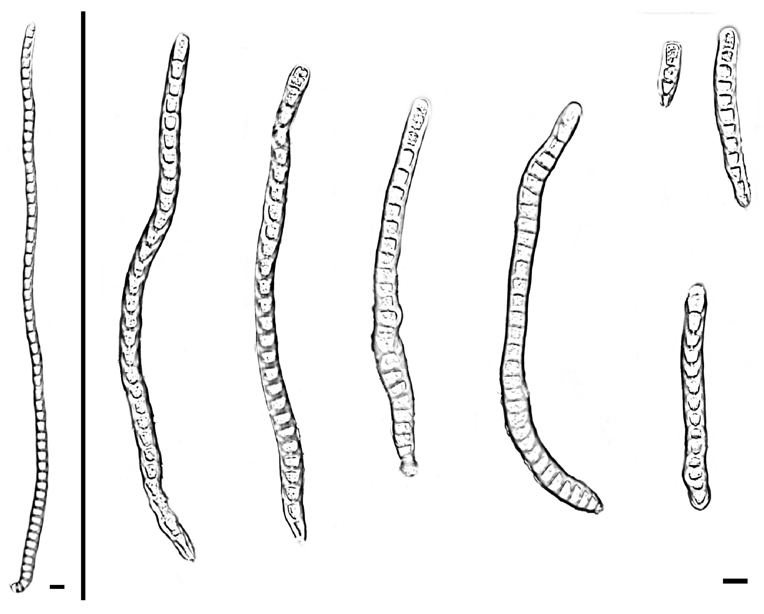 Jof 11 00667 g007 Jof 11 00667 g007
