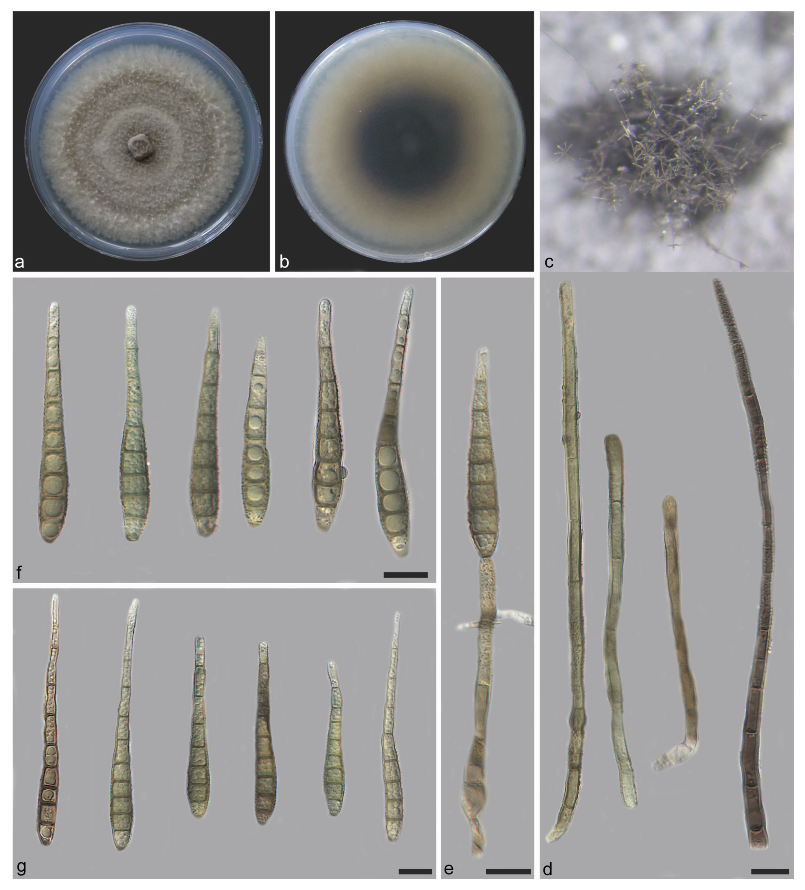 Jof 11 00667 g008 Jof 11 00667 g008