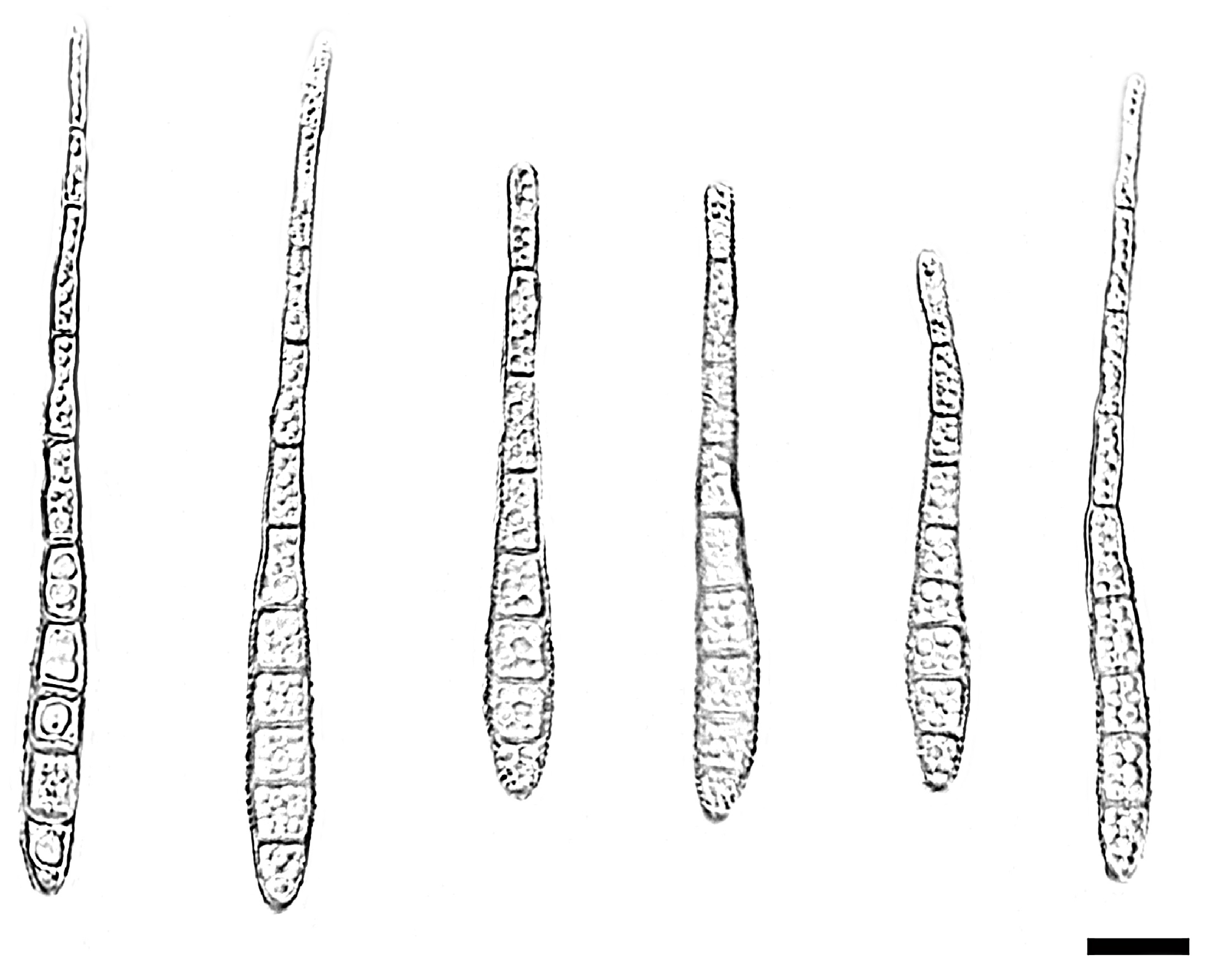 Jof 11 00667 g009 Jof 11 00667 g009