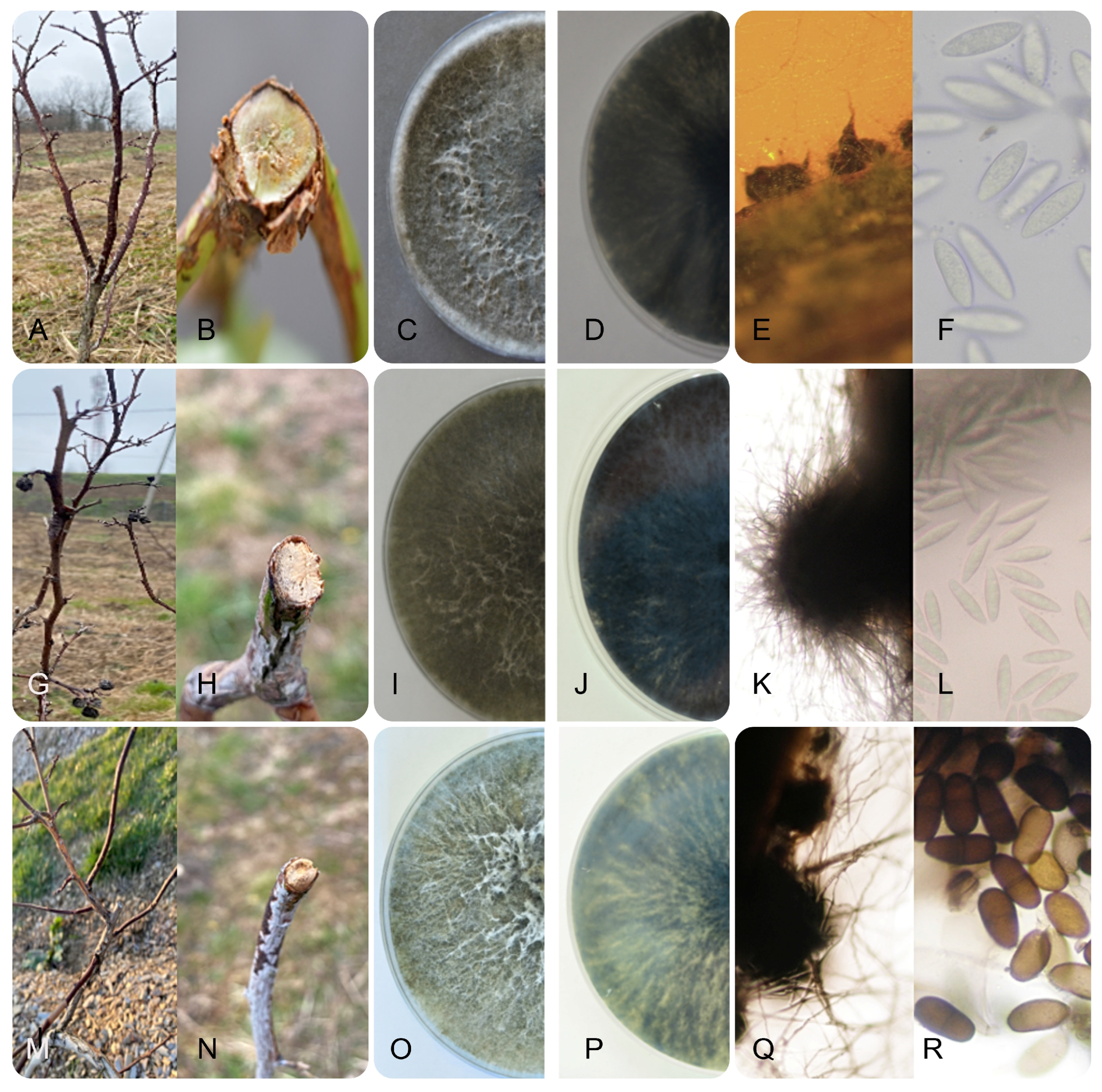 Jof 11 00686 g002 Jof 11 00686 g002