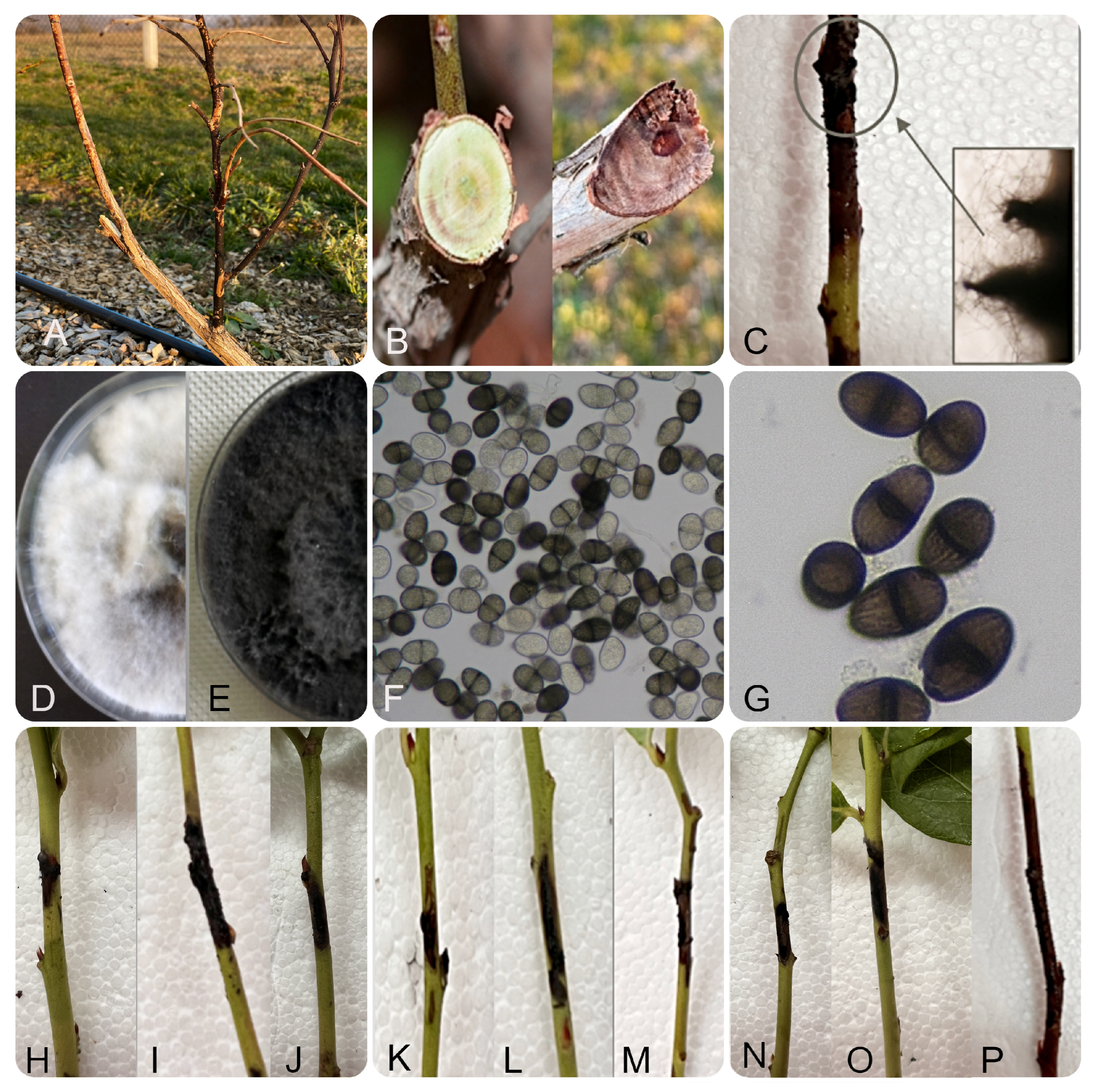 Jof 11 00686 g003 Jof 11 00686 g003