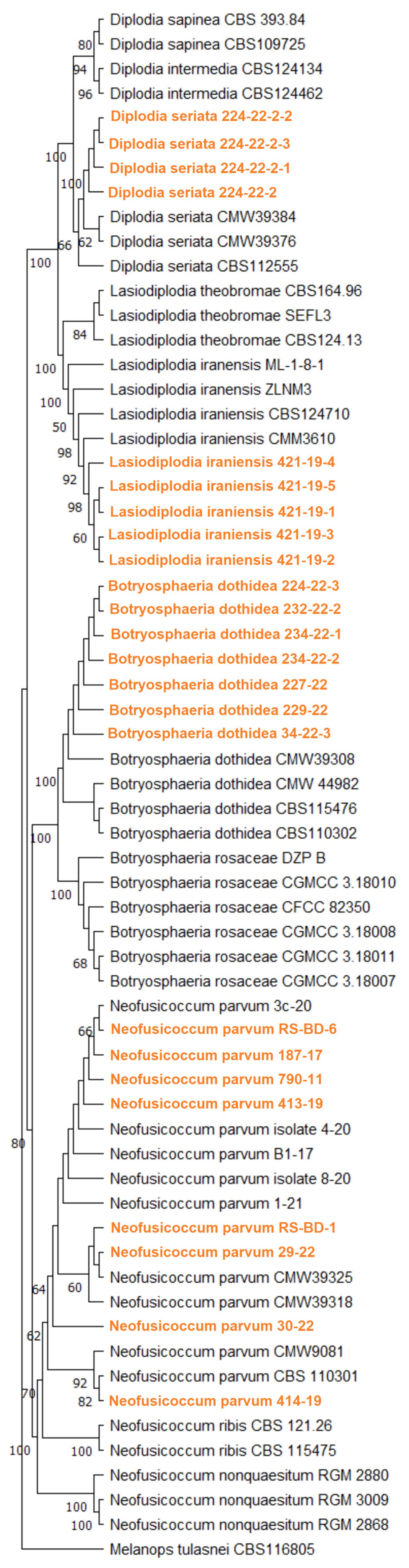 Jof 11 00686 g004 Jof 11 00686 g004