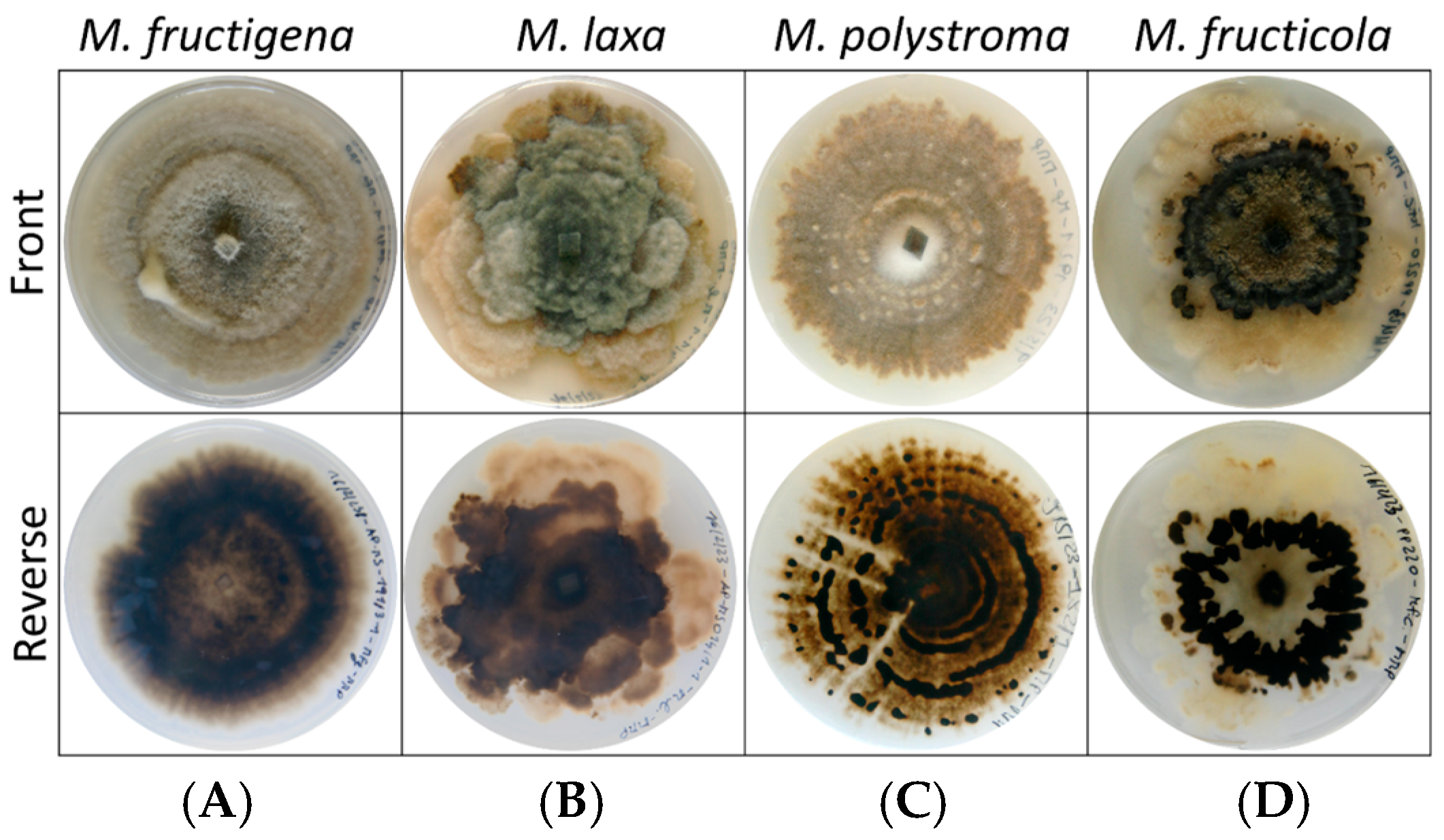Jof 11 00690 g002 Jof 11 00690 g002