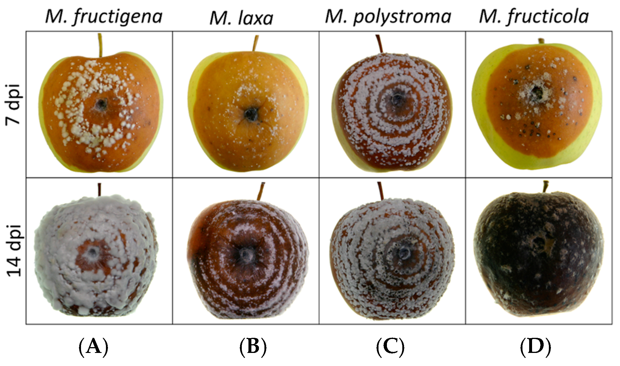Jof 11 00690 g005 Jof 11 00690 g005