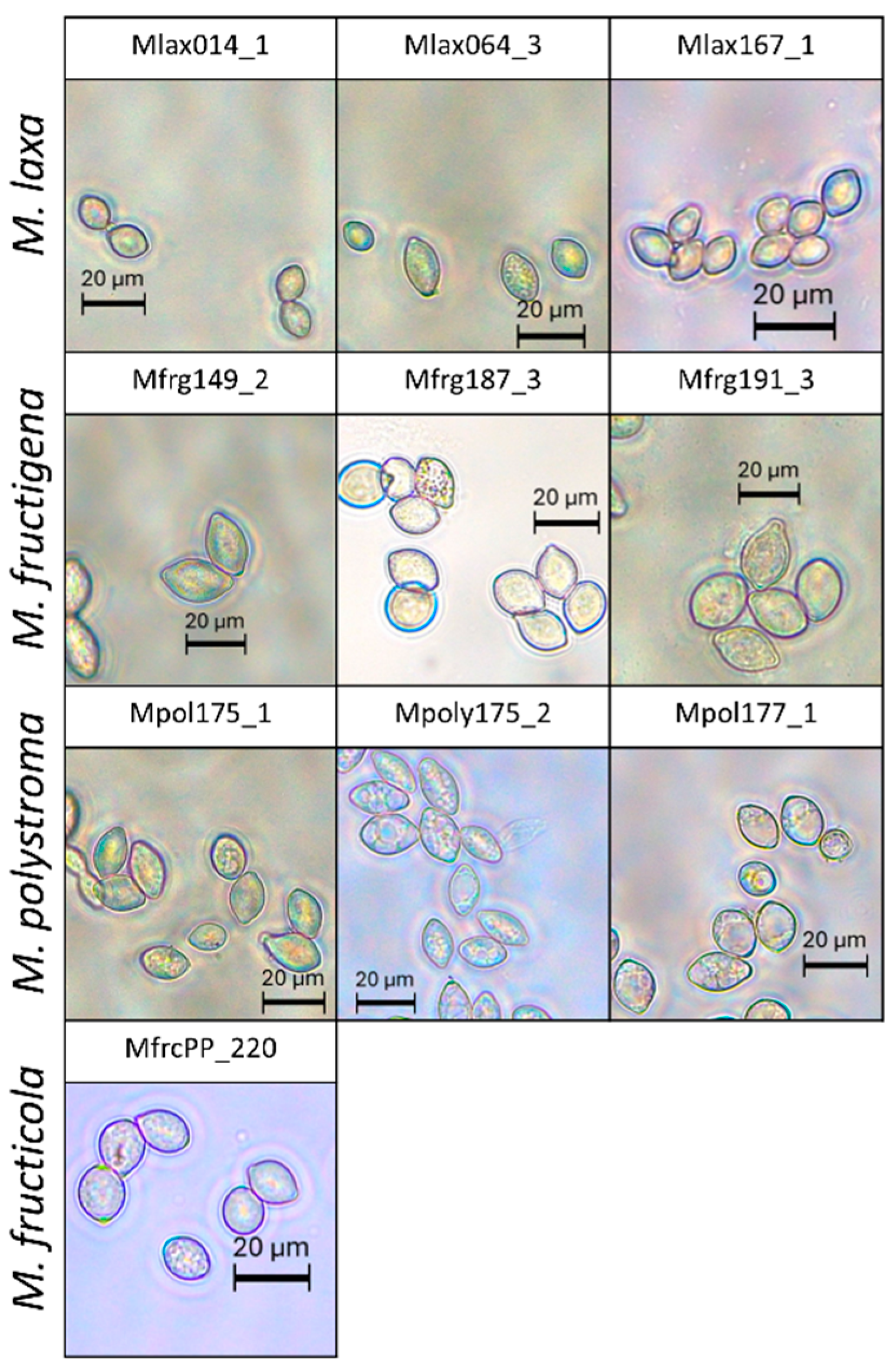 Jof 11 00690 g007 Jof 11 00690 g007