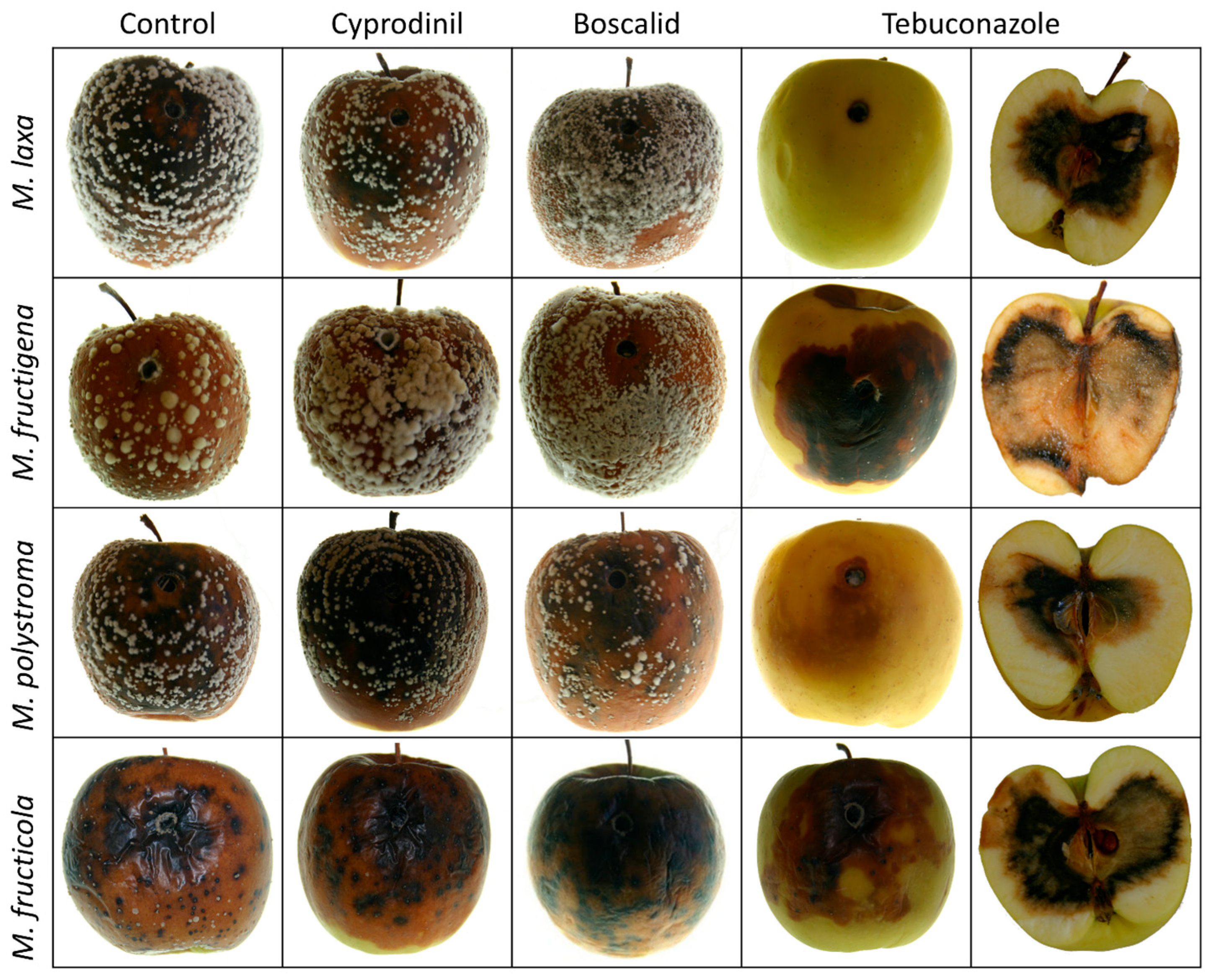 Jof 11 00690 g009 Jof 11 00690 g009