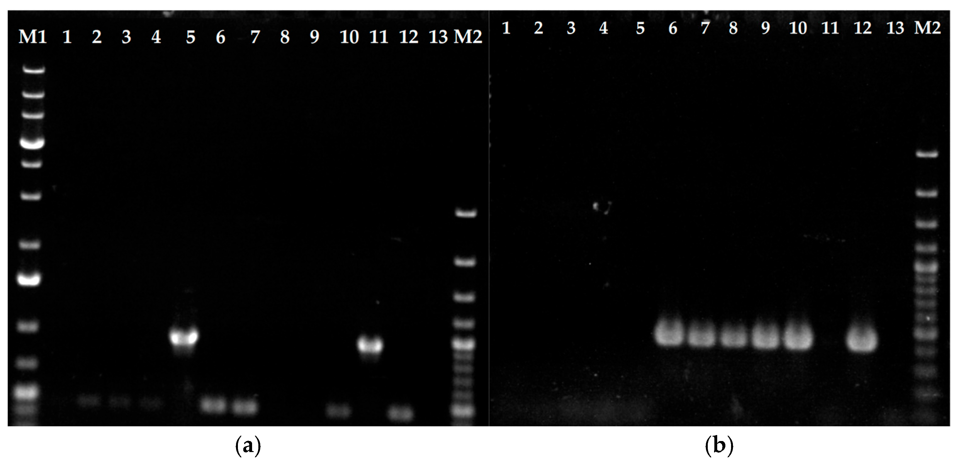 Jof 11 00698 g001 Jof 11 00698 g001