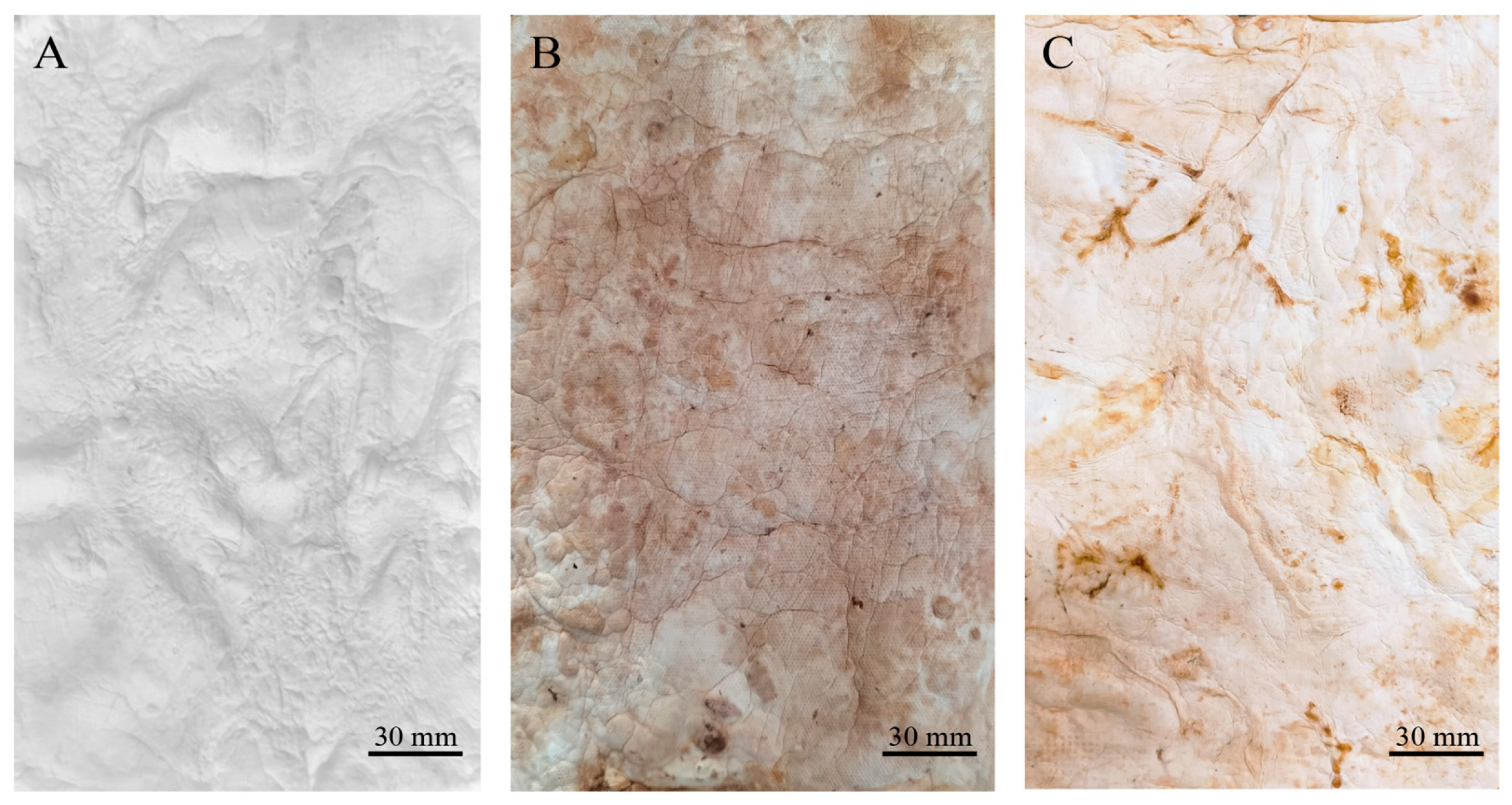 Jof 11 00700 g002 Jof 11 00700 g002