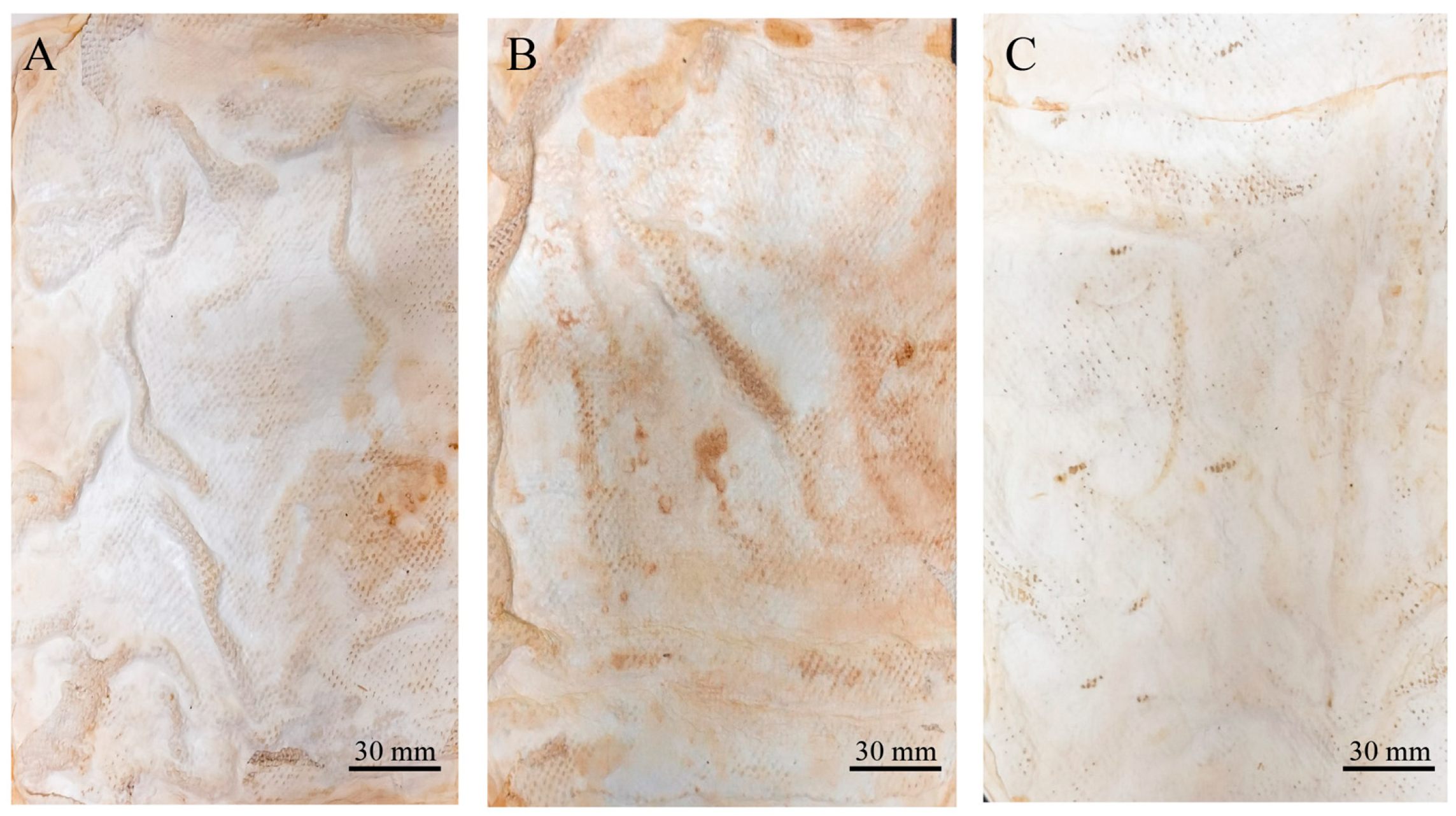 Jof 11 00700 g003 Jof 11 00700 g003