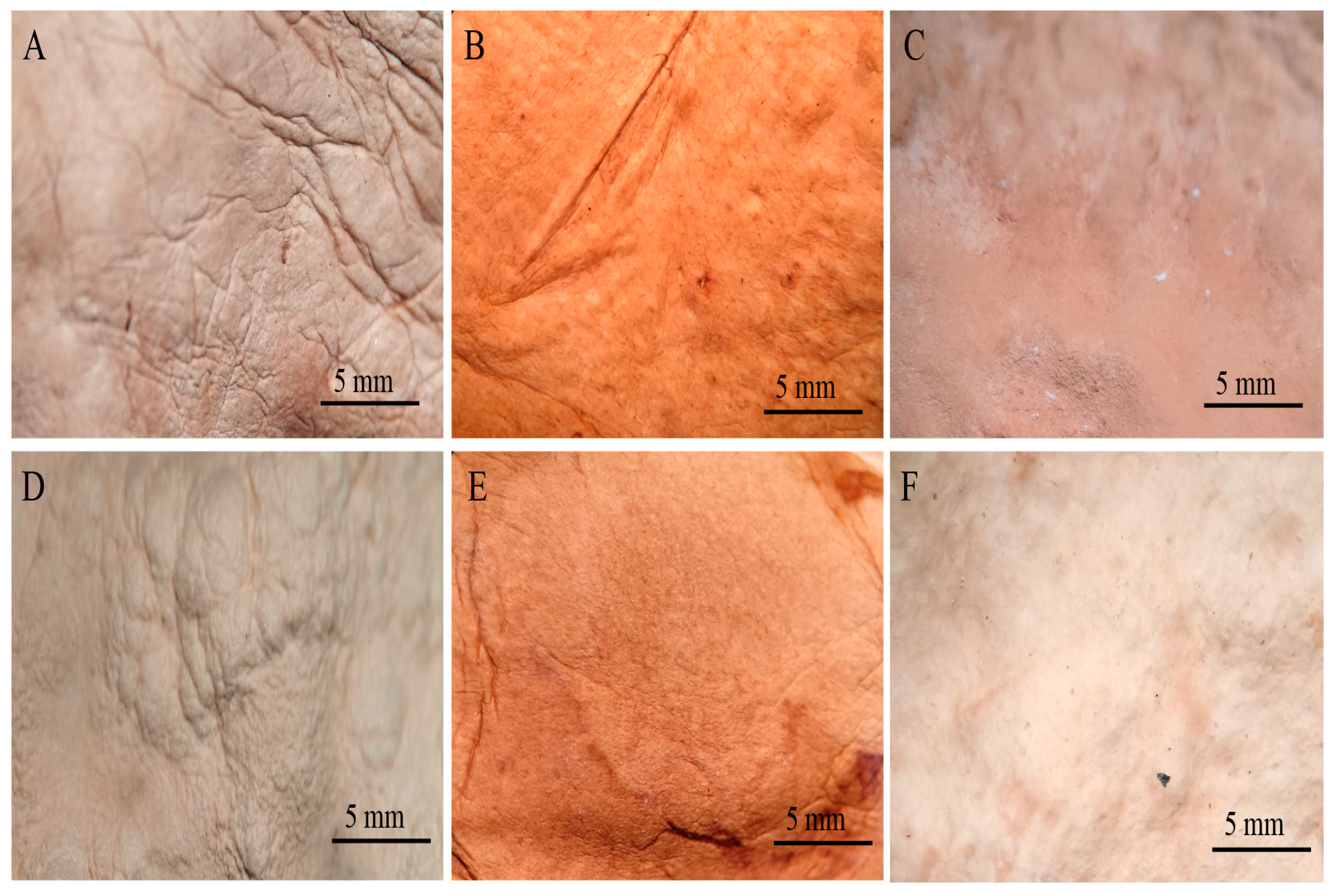 Jof 11 00700 g009 Jof 11 00700 g009