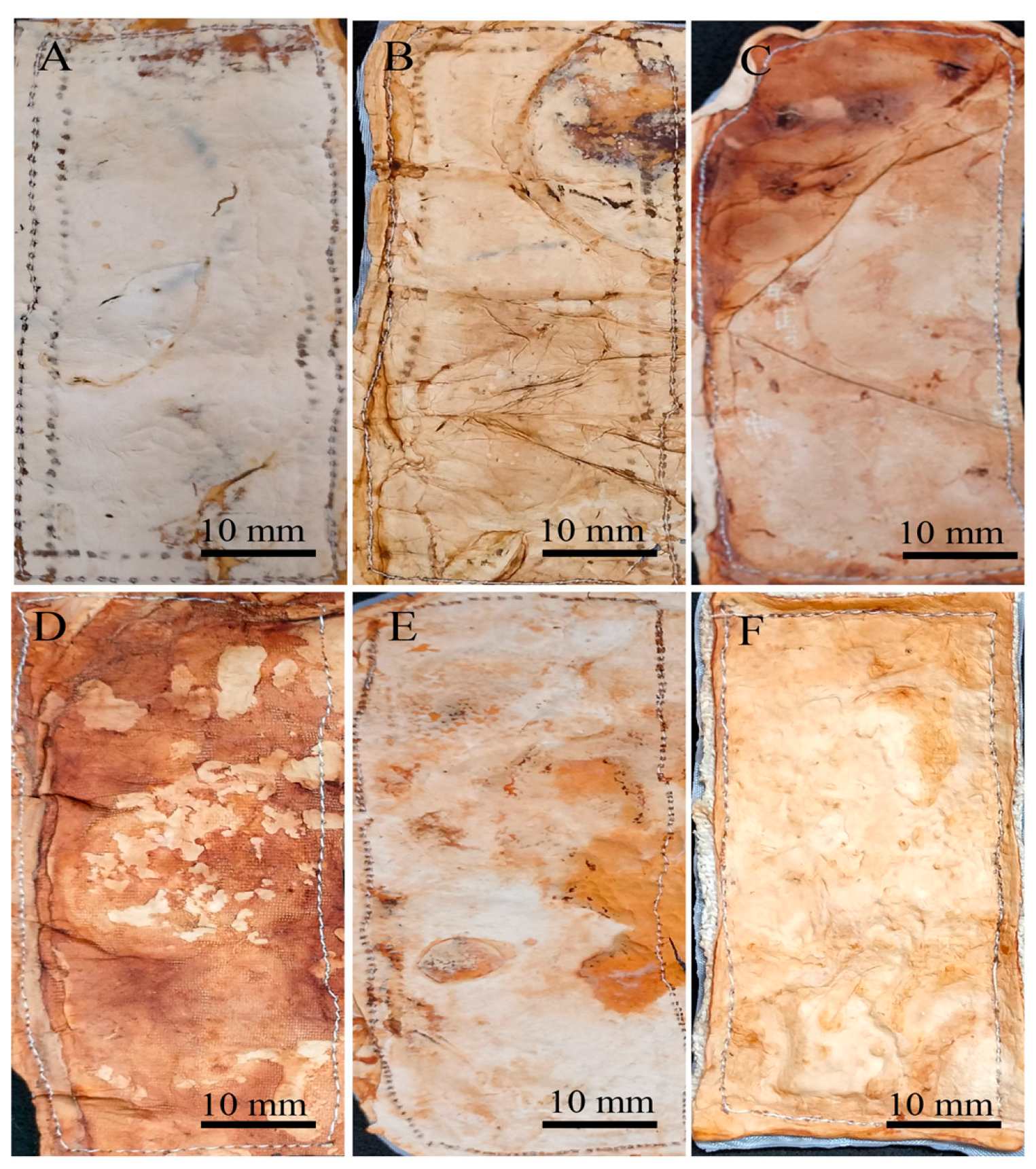 Jof 11 00700 g011 Jof 11 00700 g011