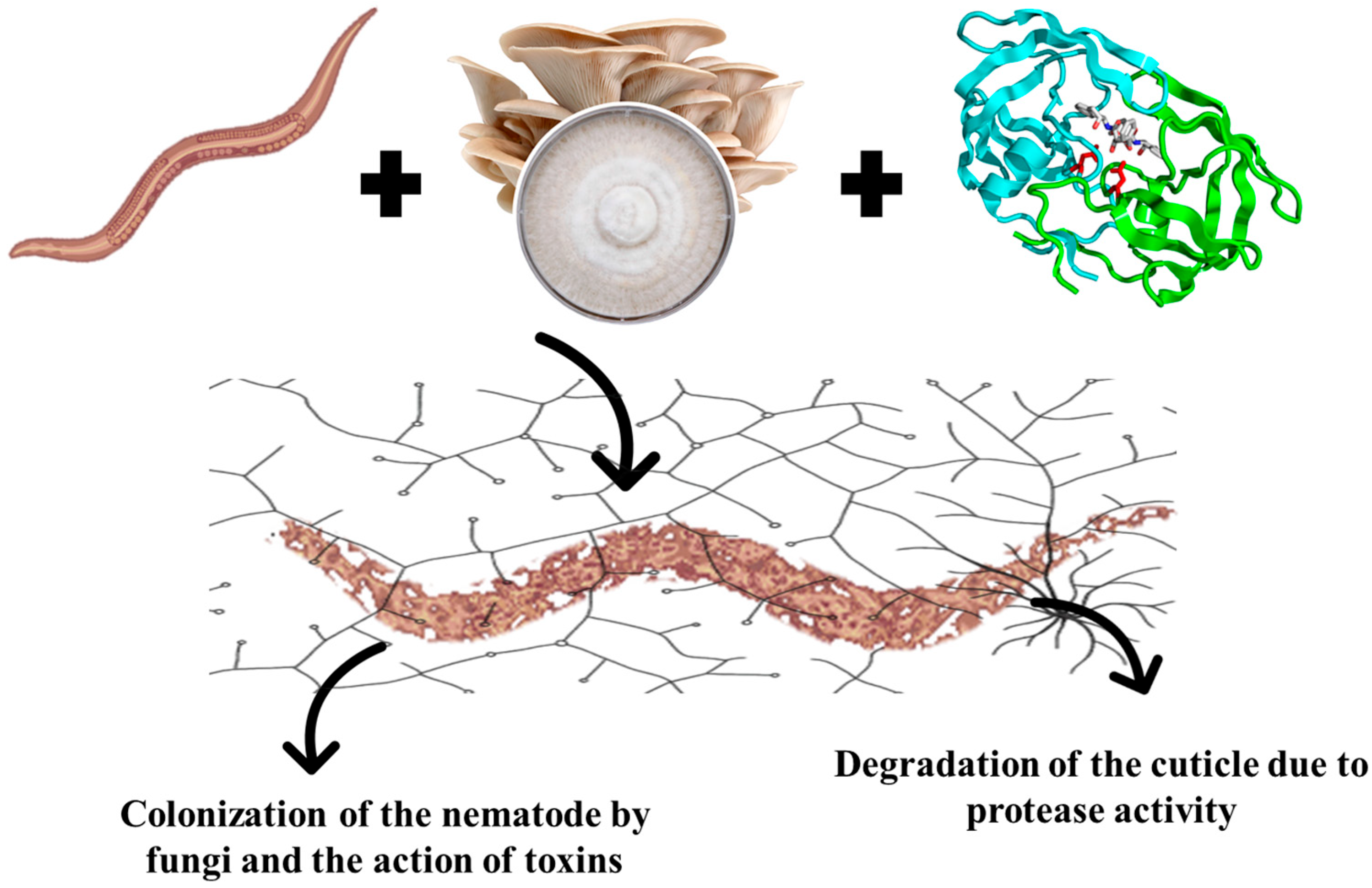 Jof 11 00702 g001 Jof 11 00702 g001