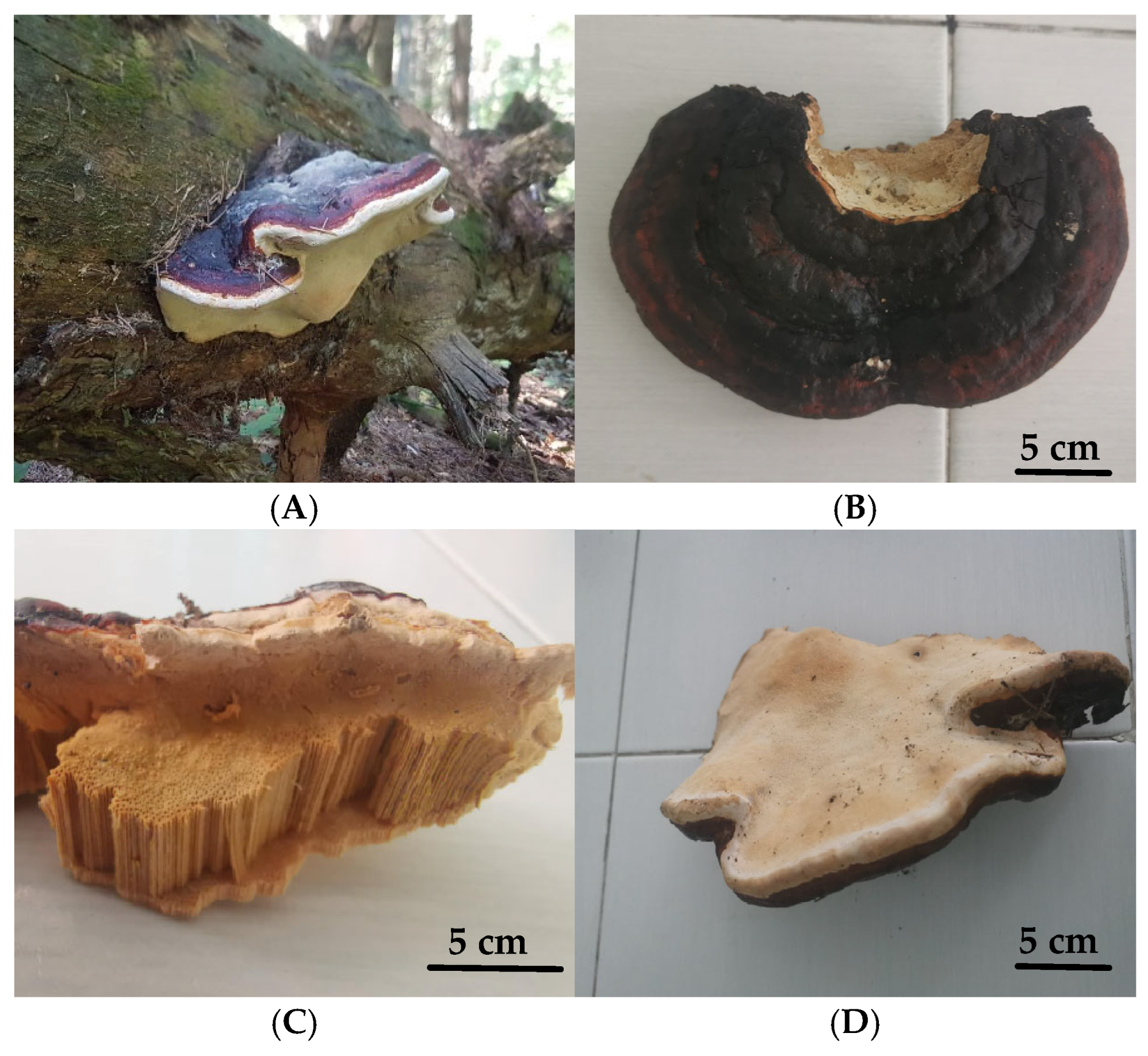 Jof 11 00727 g001 Jof 11 00727 g001