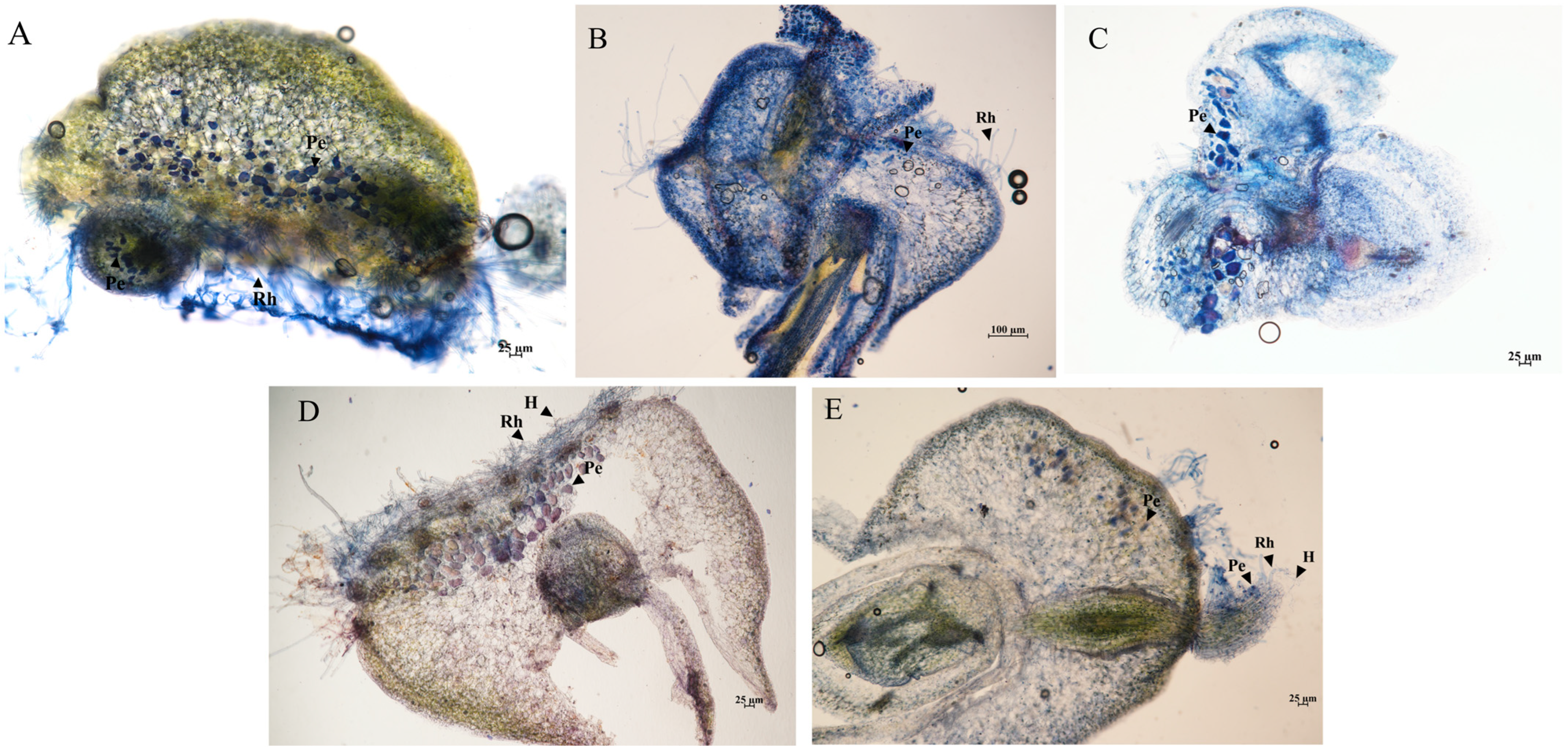 Jof 11 00737 g003 Jof 11 00737 g003