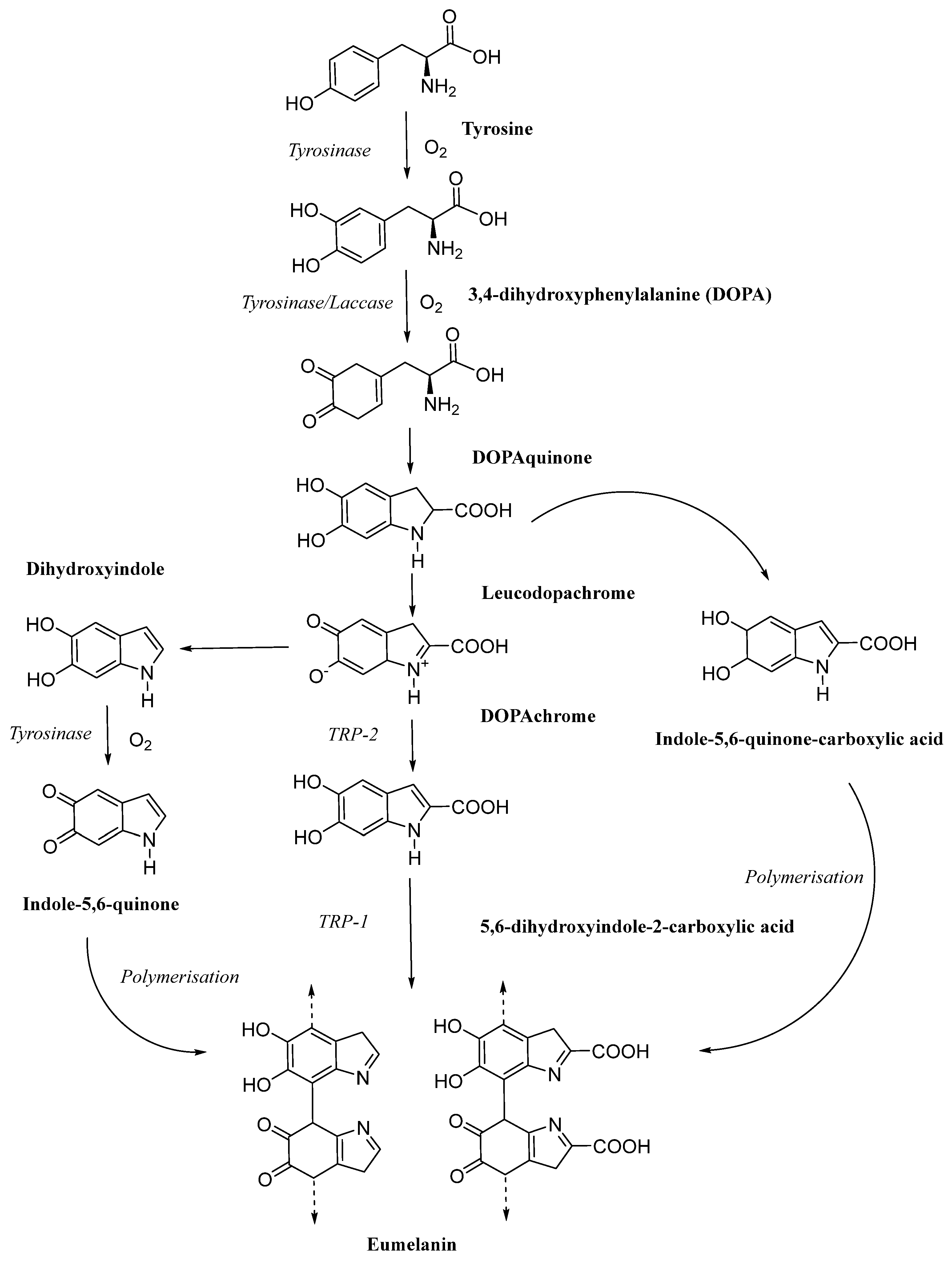 Jof 11 00738 g001 Jof 11 00738 g001
