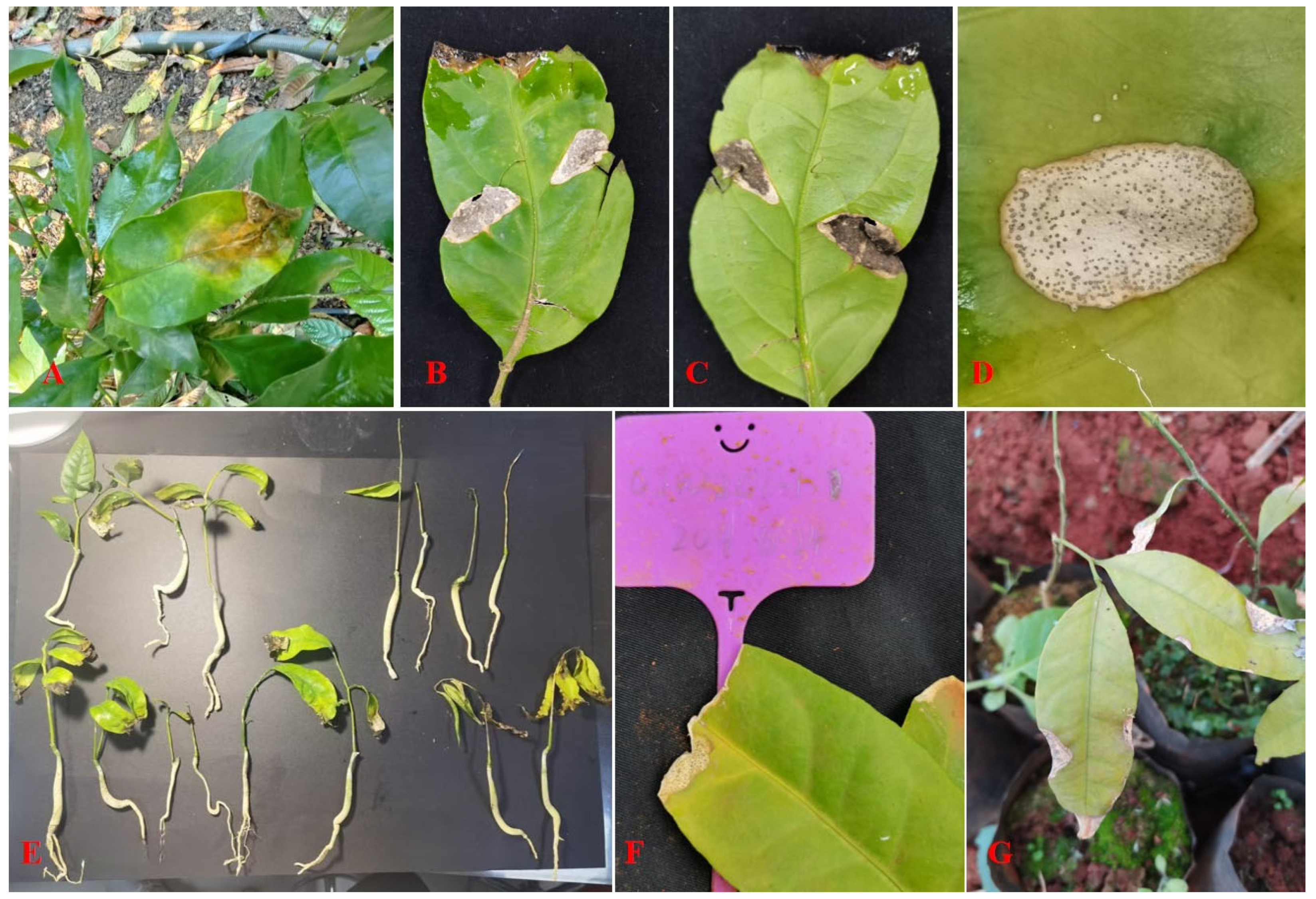 Jof 11 00748 g001 Jof 11 00748 g001