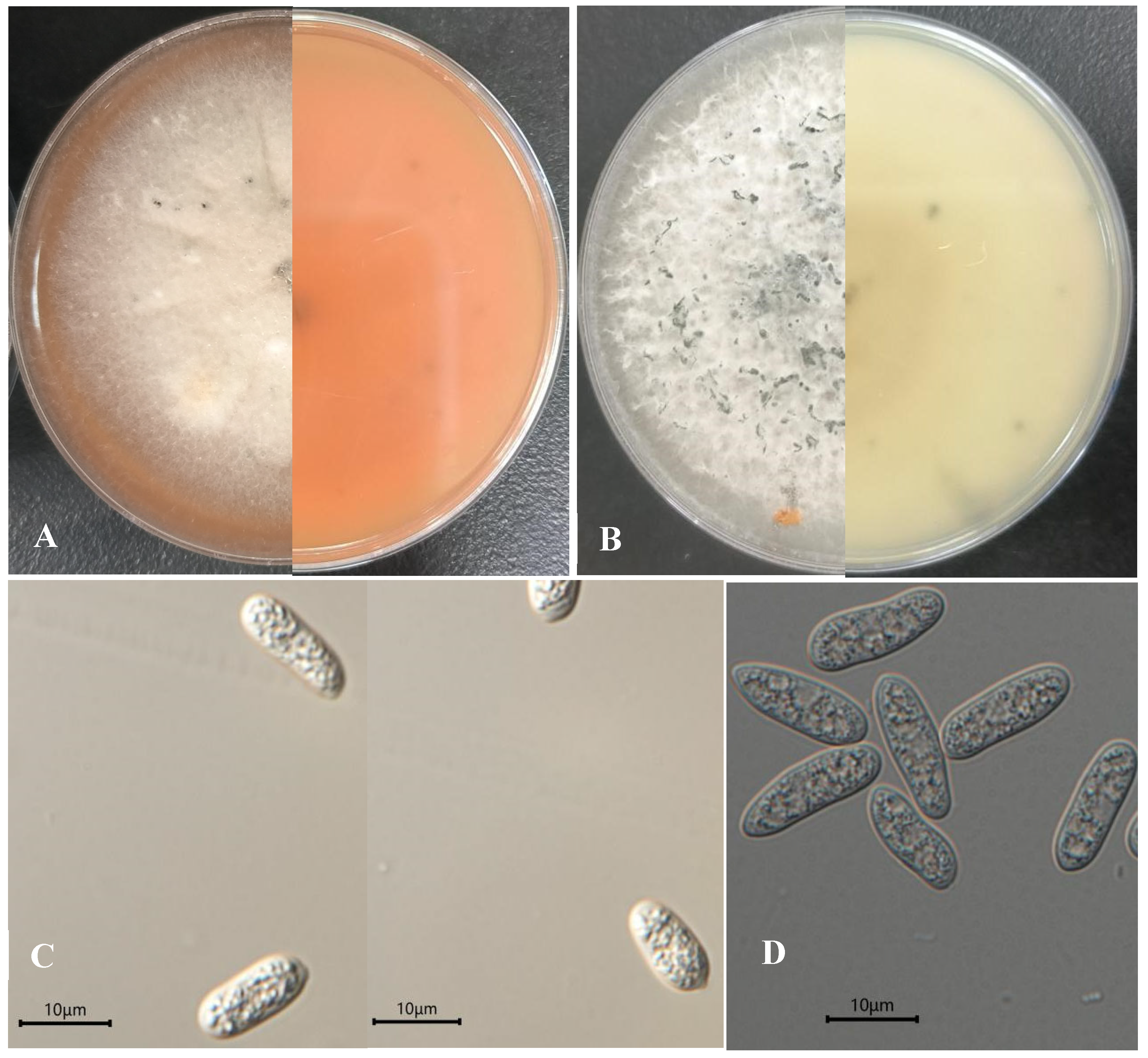 Jof 11 00748 g002 Jof 11 00748 g002