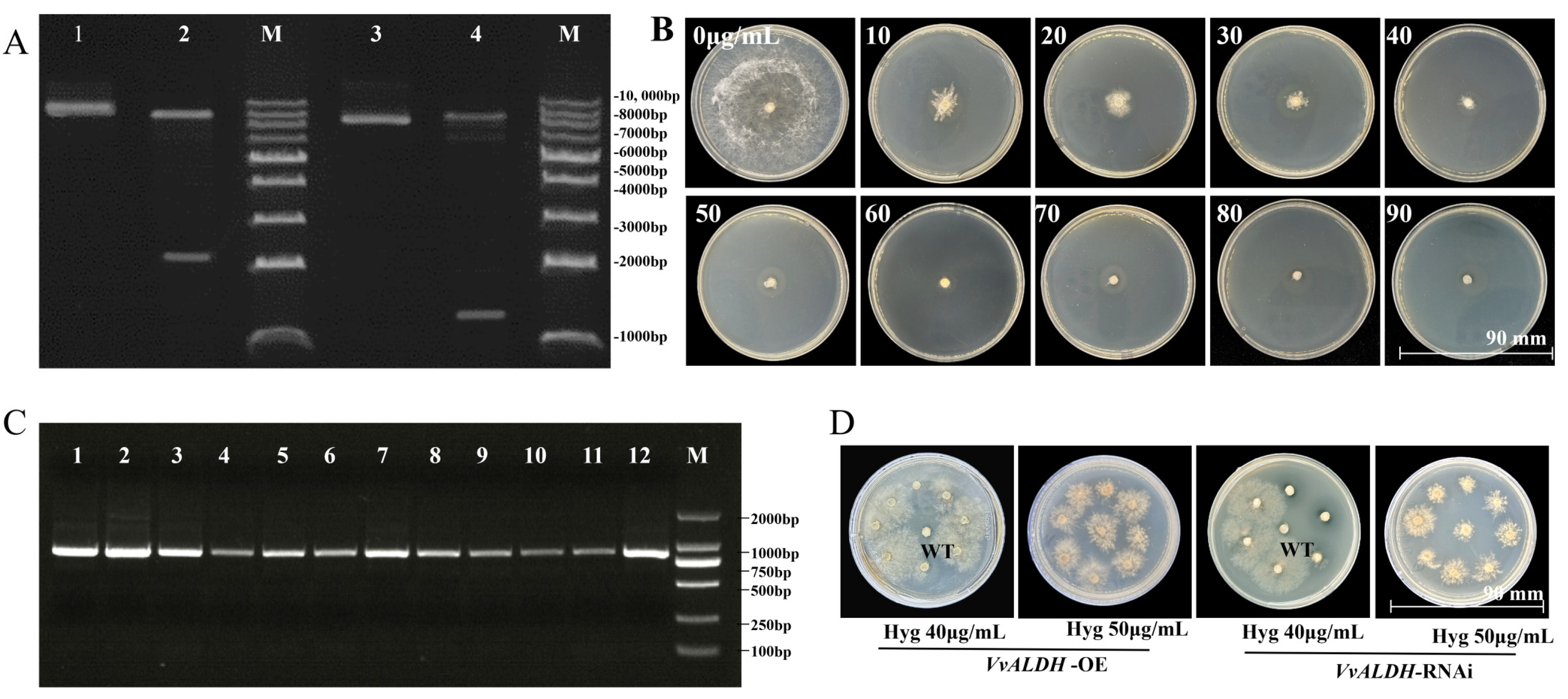 Jof 11 00773 g005 Jof 11 00773 g005