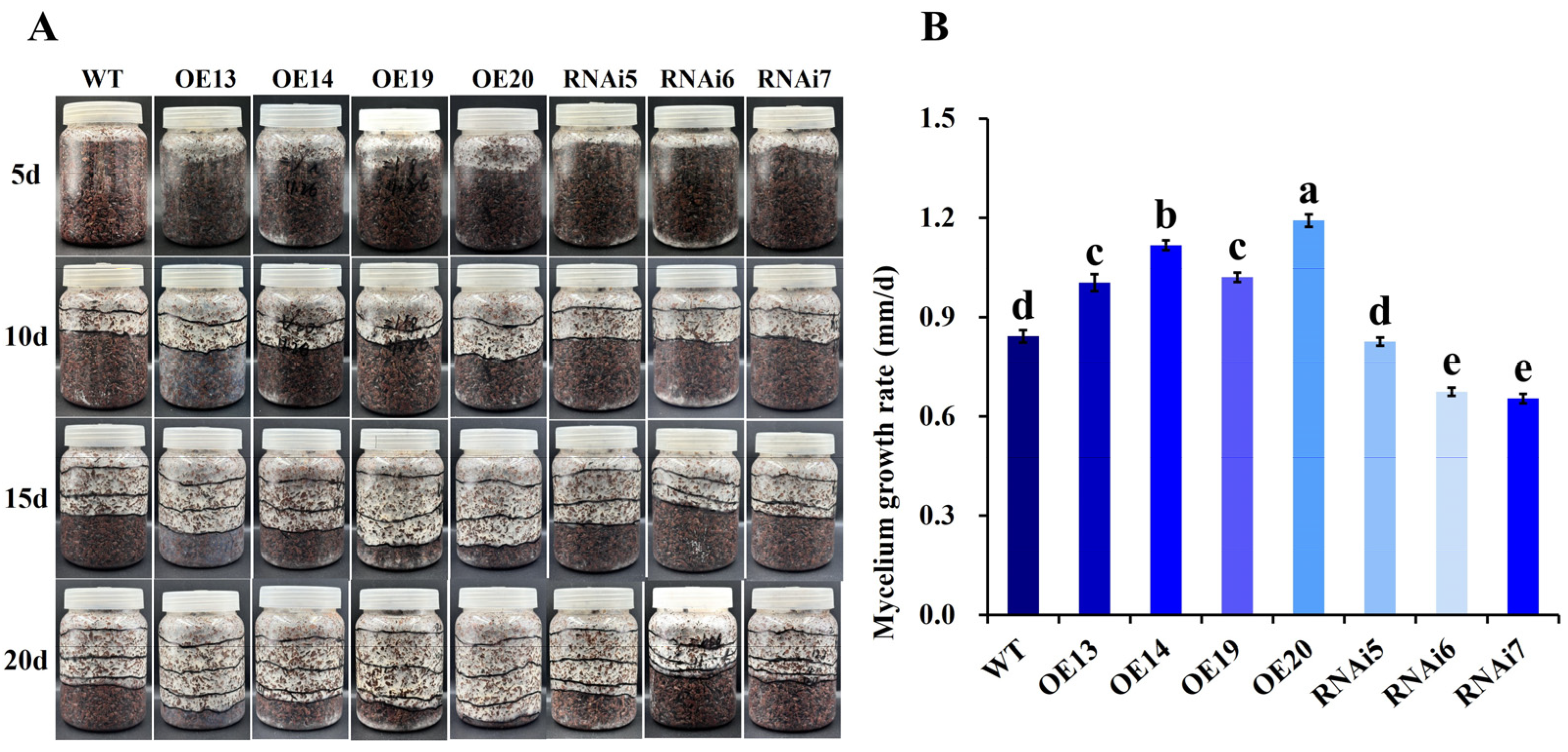 Jof 11 00773 g008 Jof 11 00773 g008
