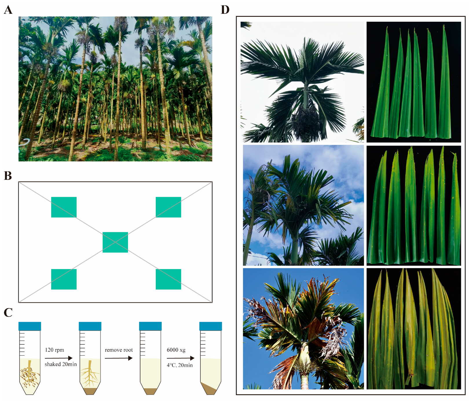 Comparison of Rhizosphere Fungal Community Changes in Healthy and
