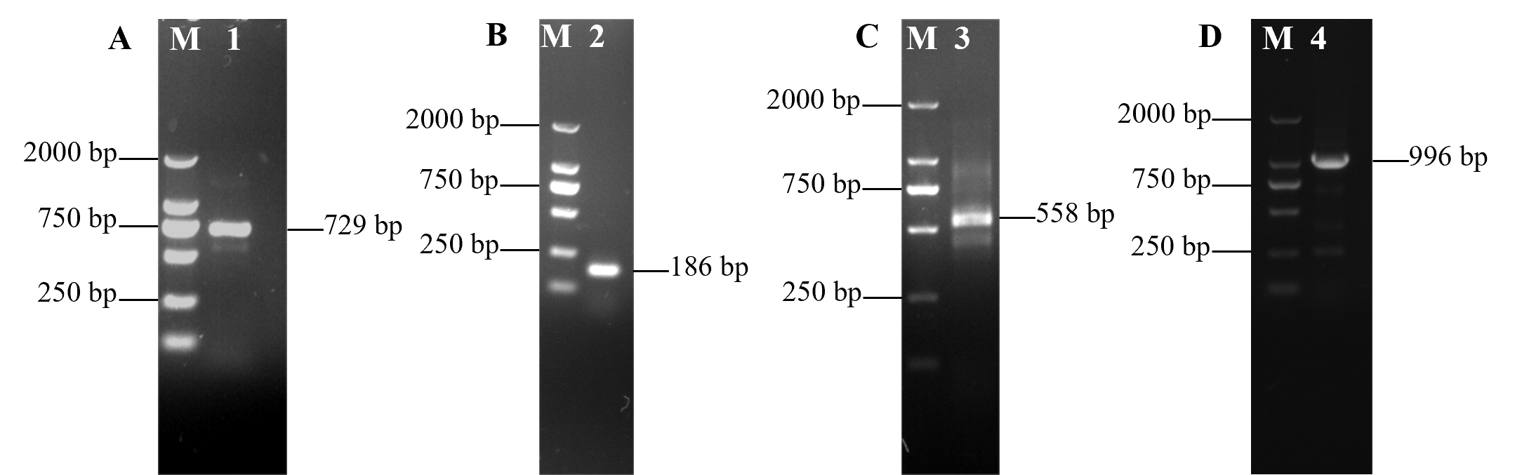 Jof 11 00827 g001 Jof 11 00827 g001