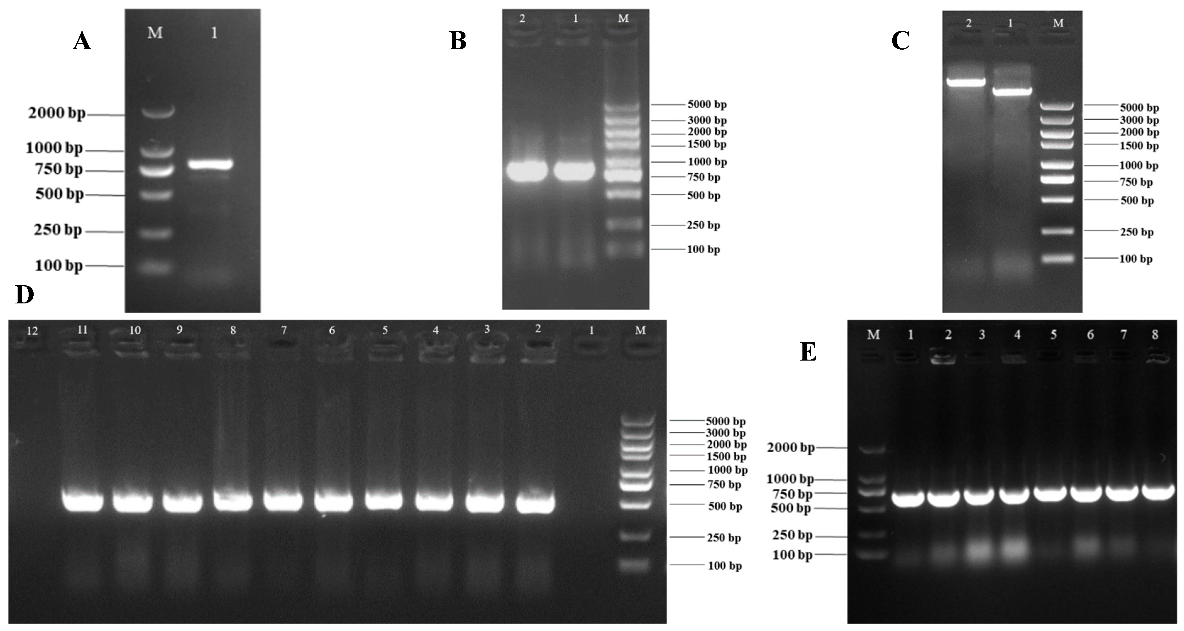 Jof 11 00827 g007 Jof 11 00827 g007