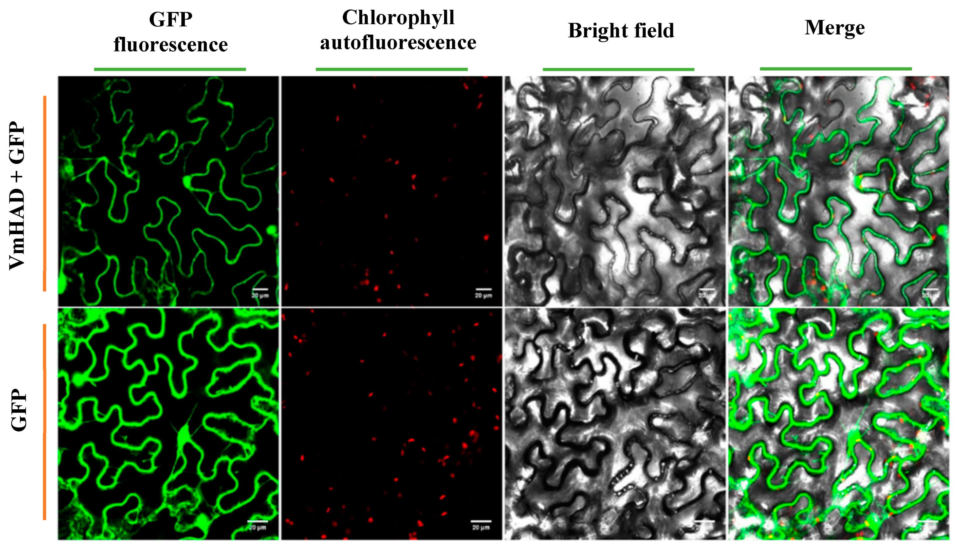 Jof 11 00827 g008 Jof 11 00827 g008