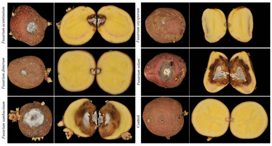 ジェル Molecular Identification and Pathogenicity of Fusarium Fungi