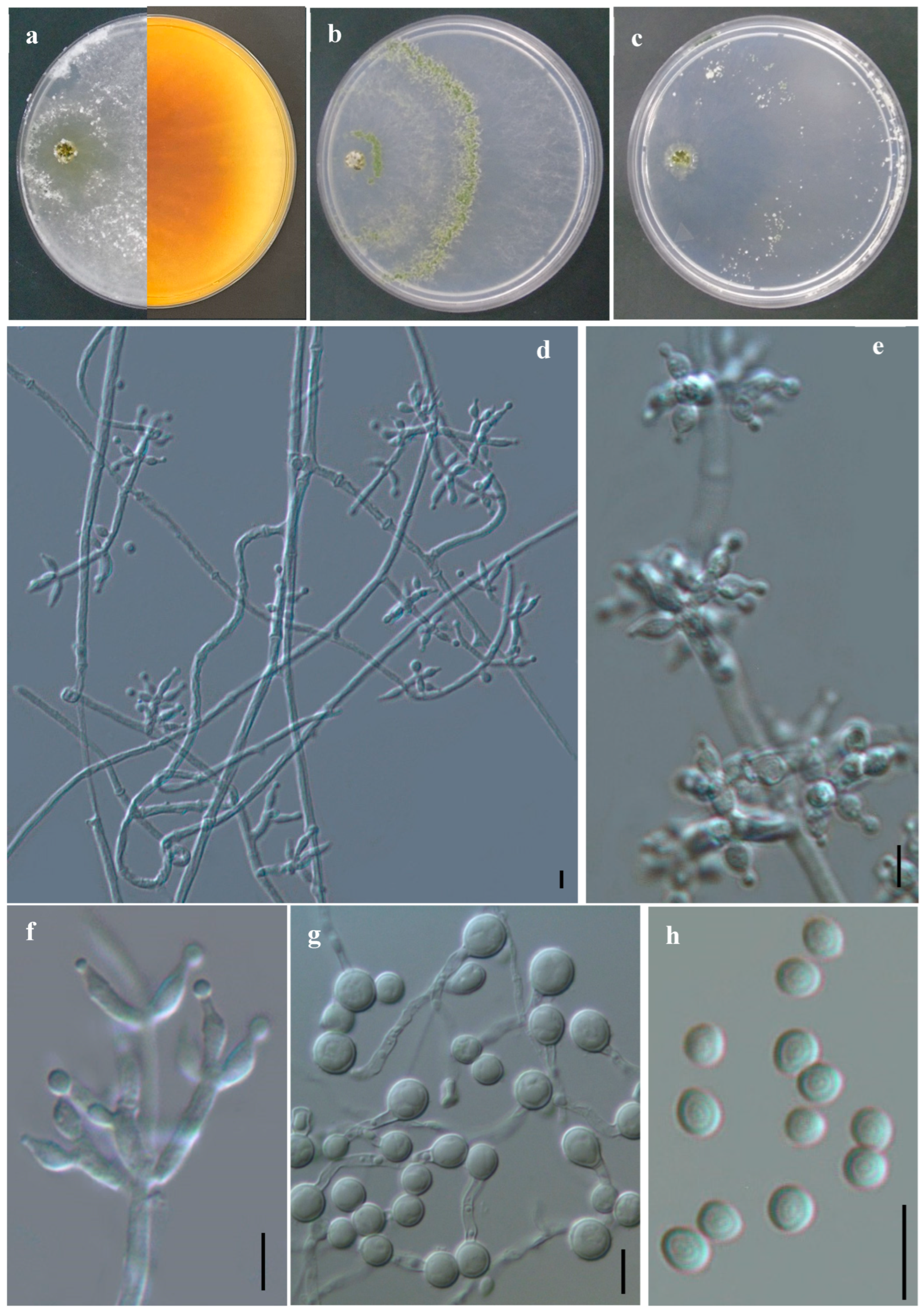 Jof 11 00856 g004 Jof 11 00856 g004