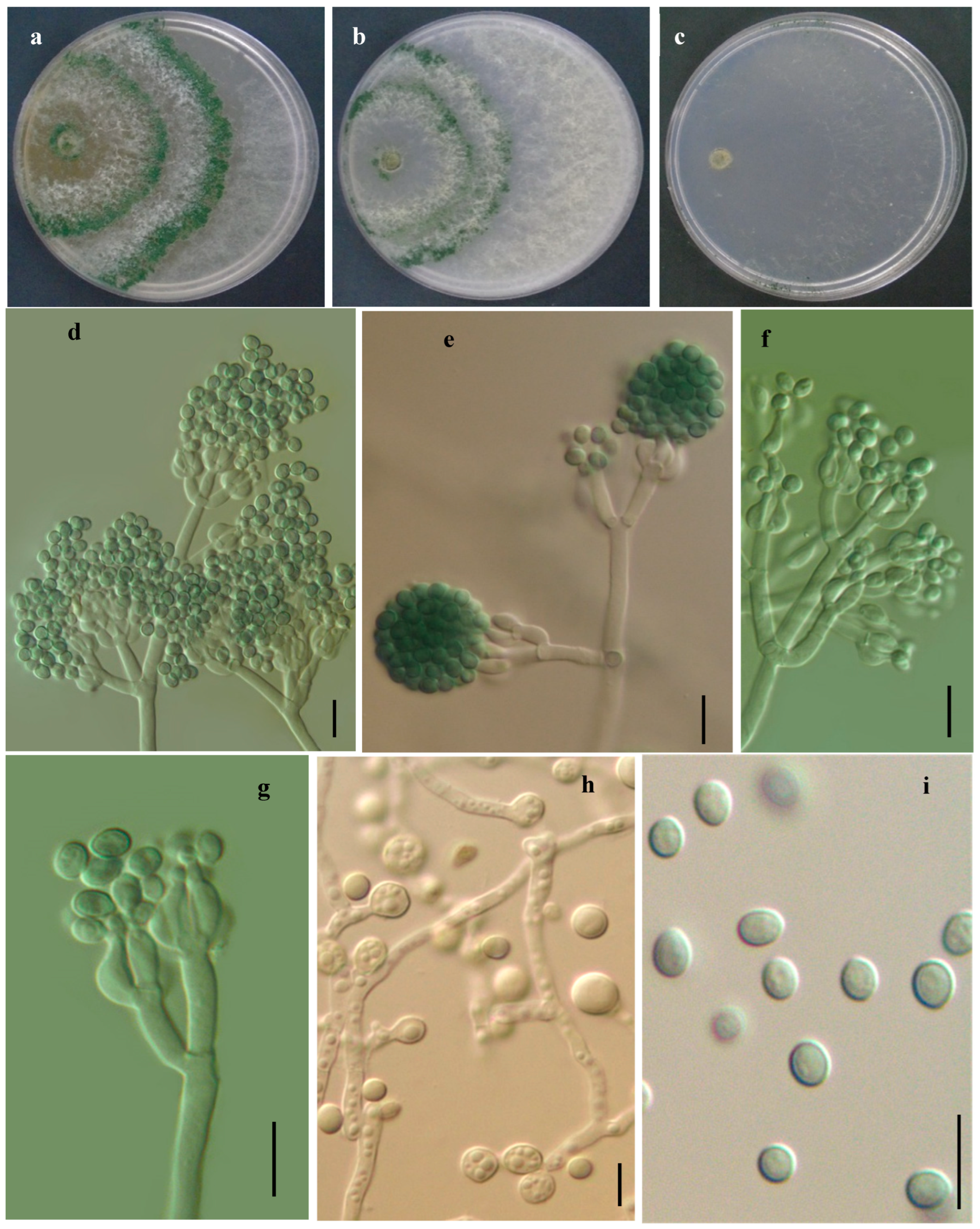Jof 11 00856 g005 Jof 11 00856 g005