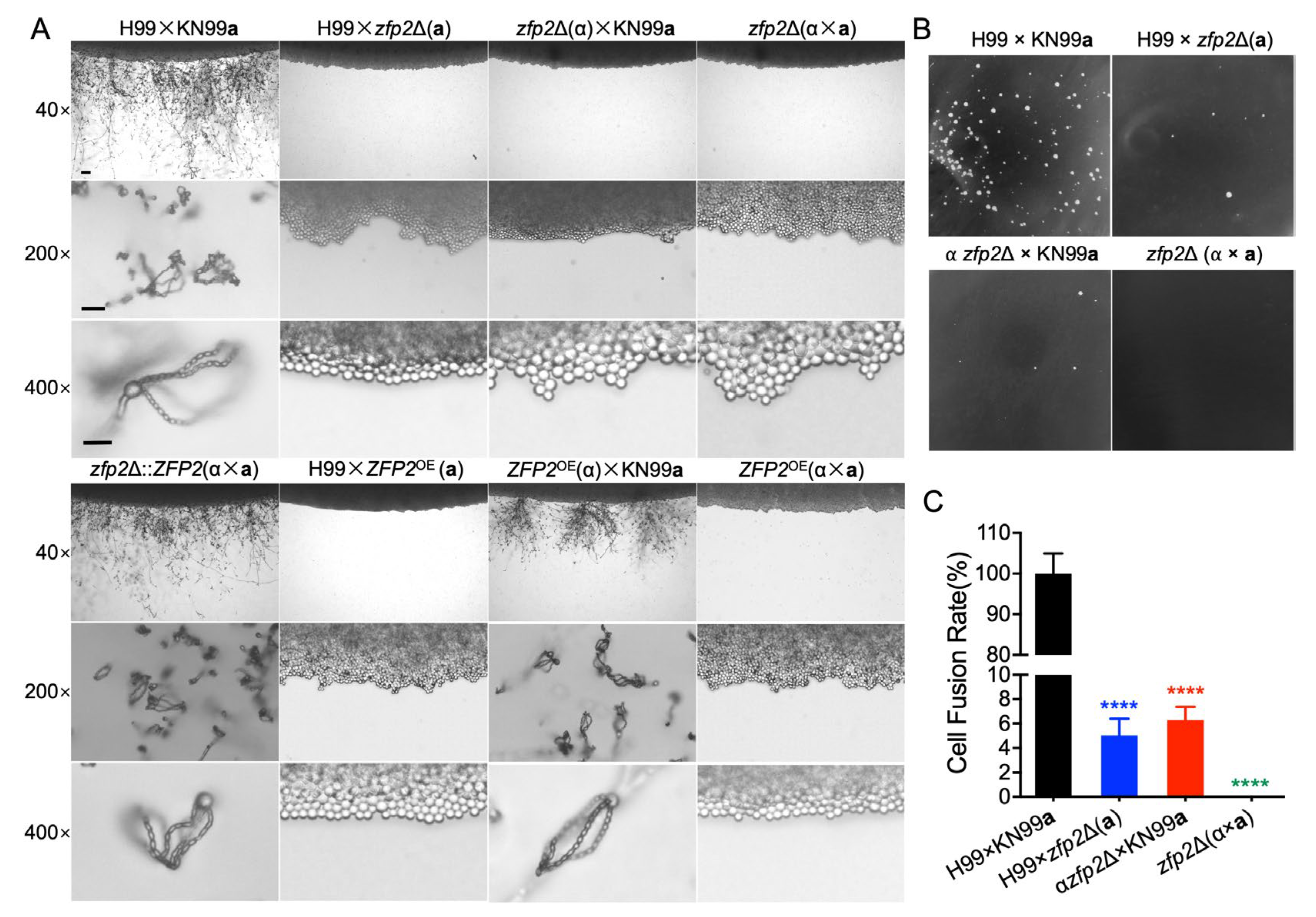 Jof 11 00868 g003 Jof 11 00868 g003