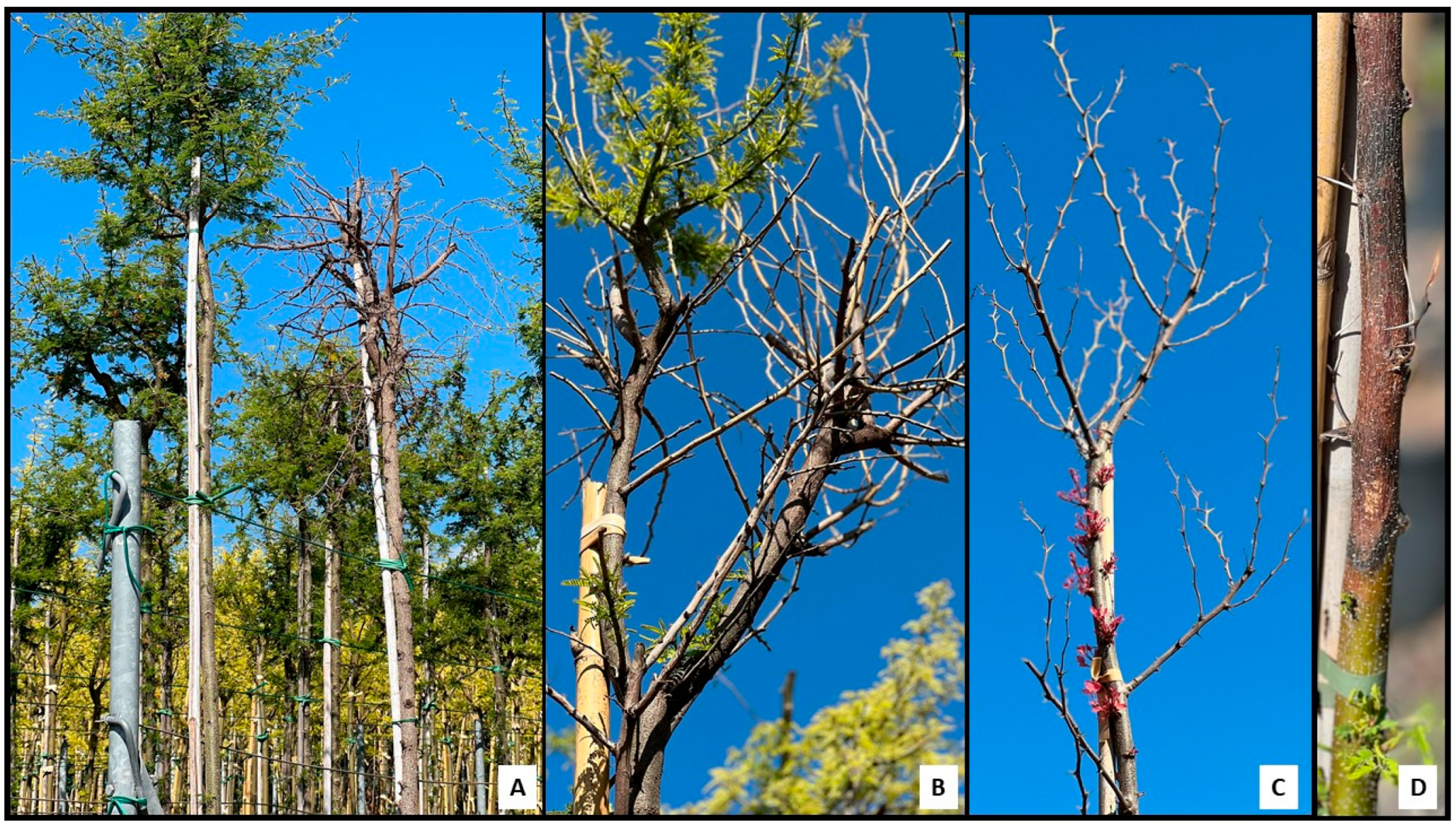 Jof 11 00874 g001 Jof 11 00874 g001