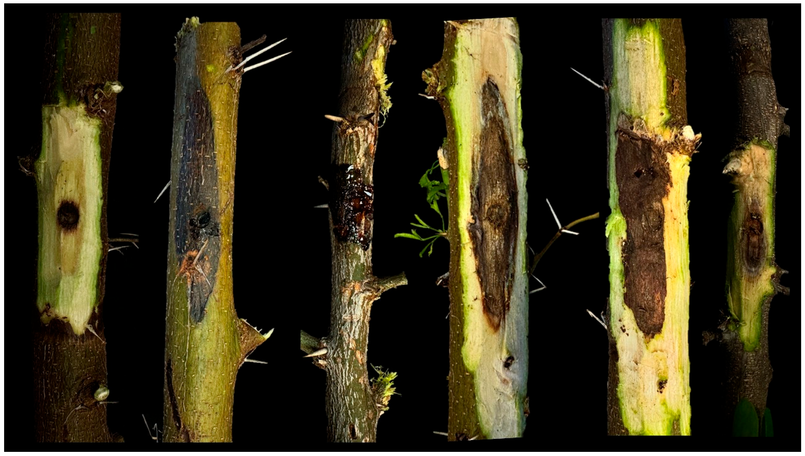 Jof 11 00874 g004 Jof 11 00874 g004