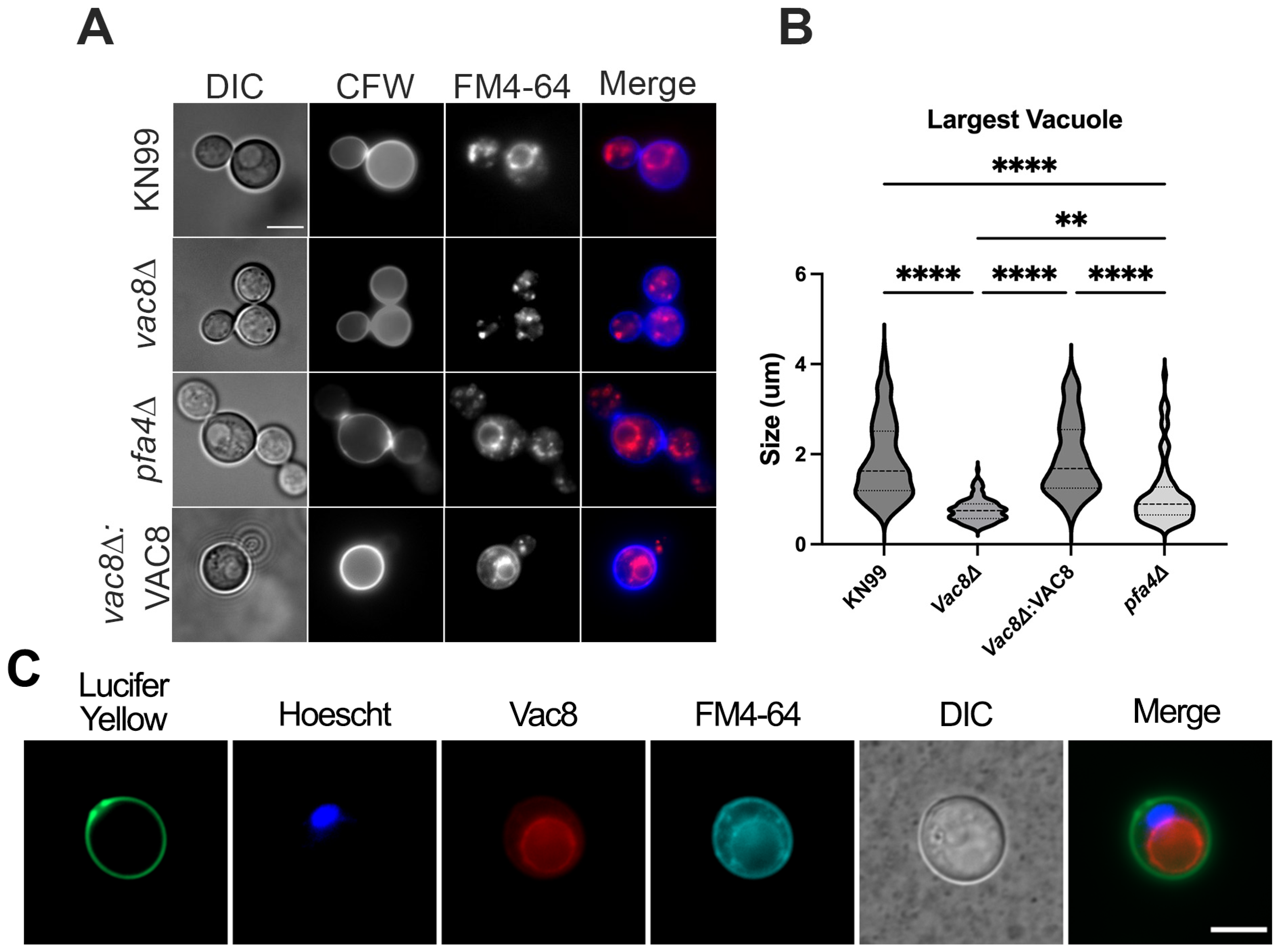 Jof 11 00877 g002 Jof 11 00877 g002