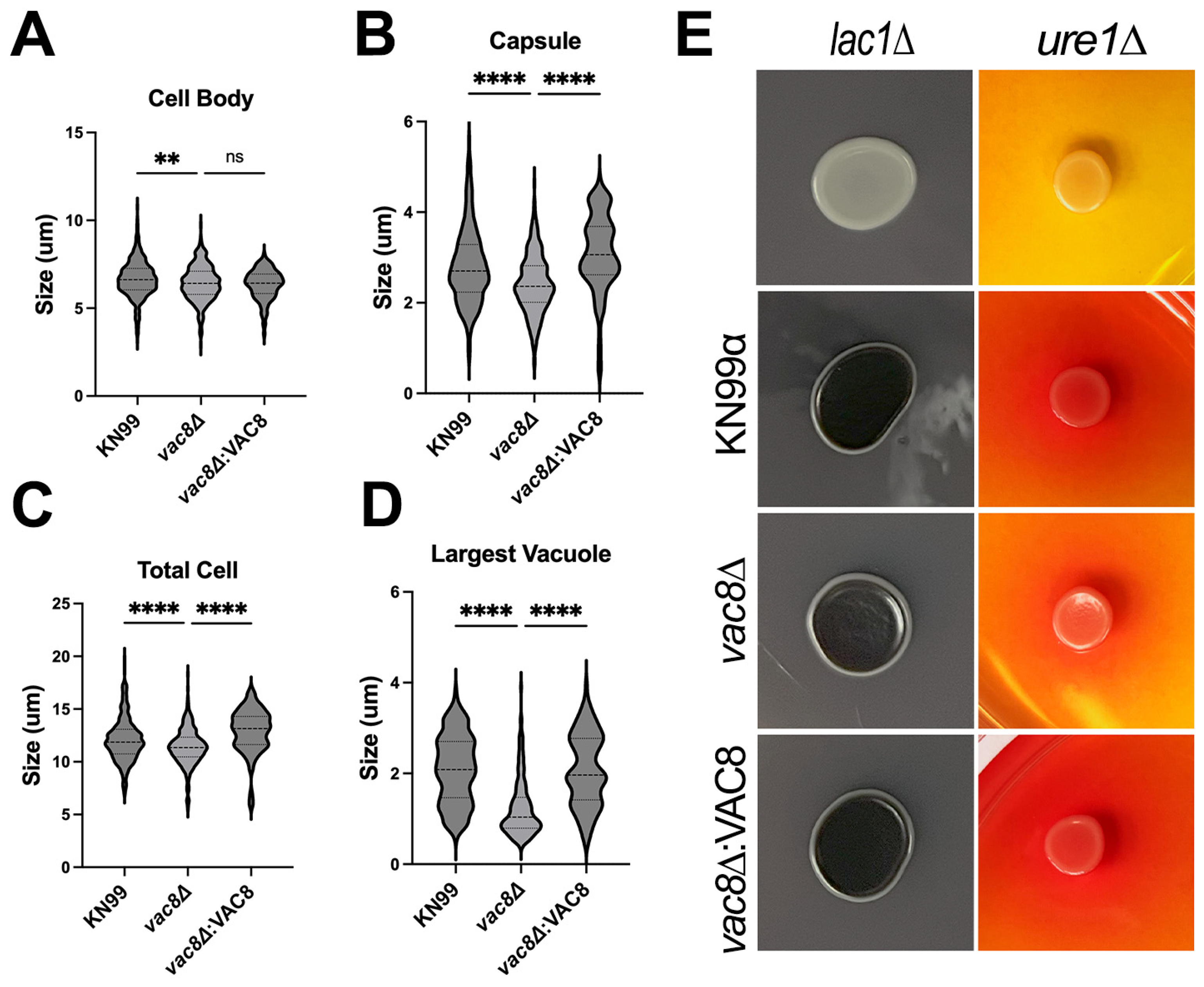 Jof 11 00877 g004 Jof 11 00877 g004