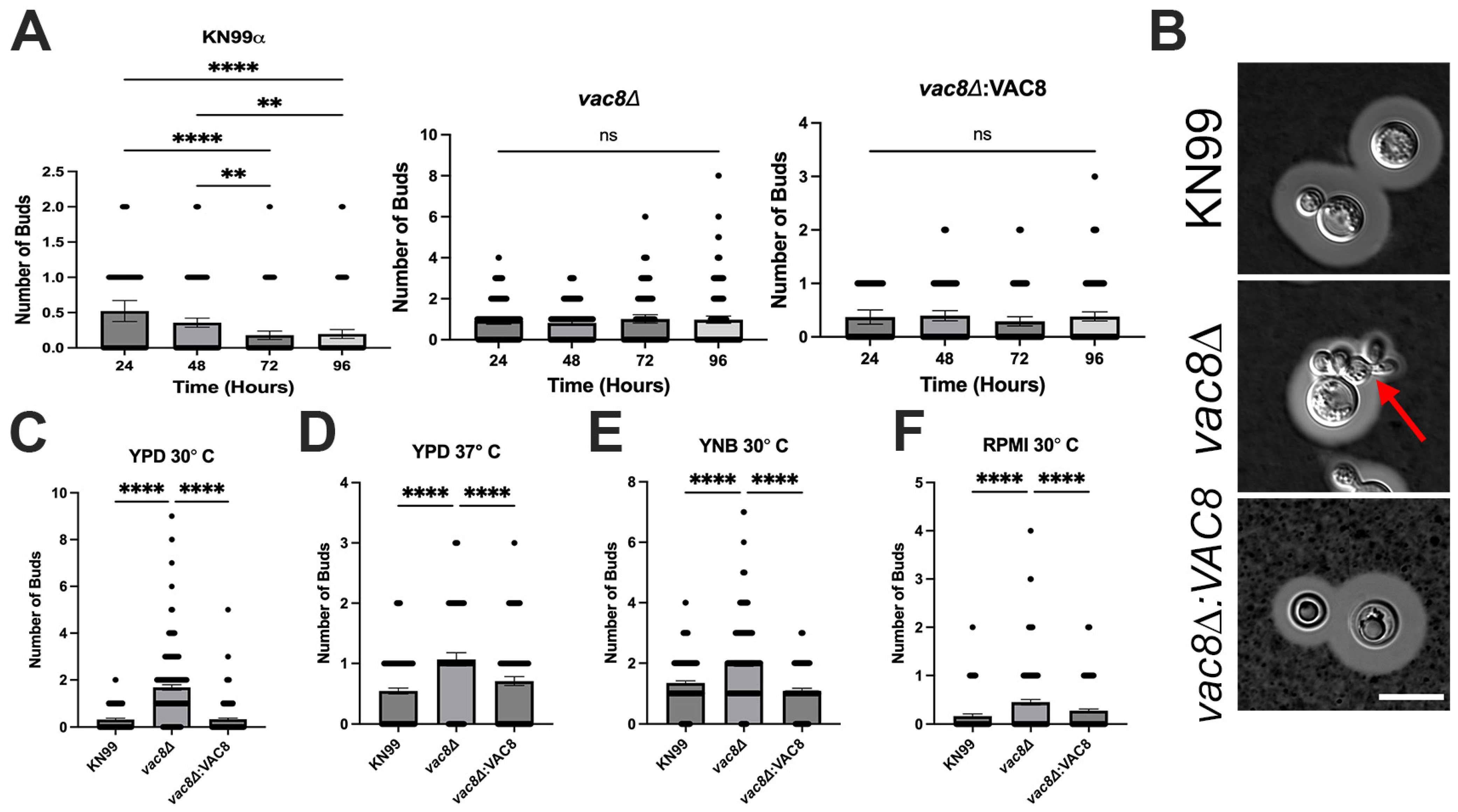 Jof 11 00877 g005 Jof 11 00877 g005
