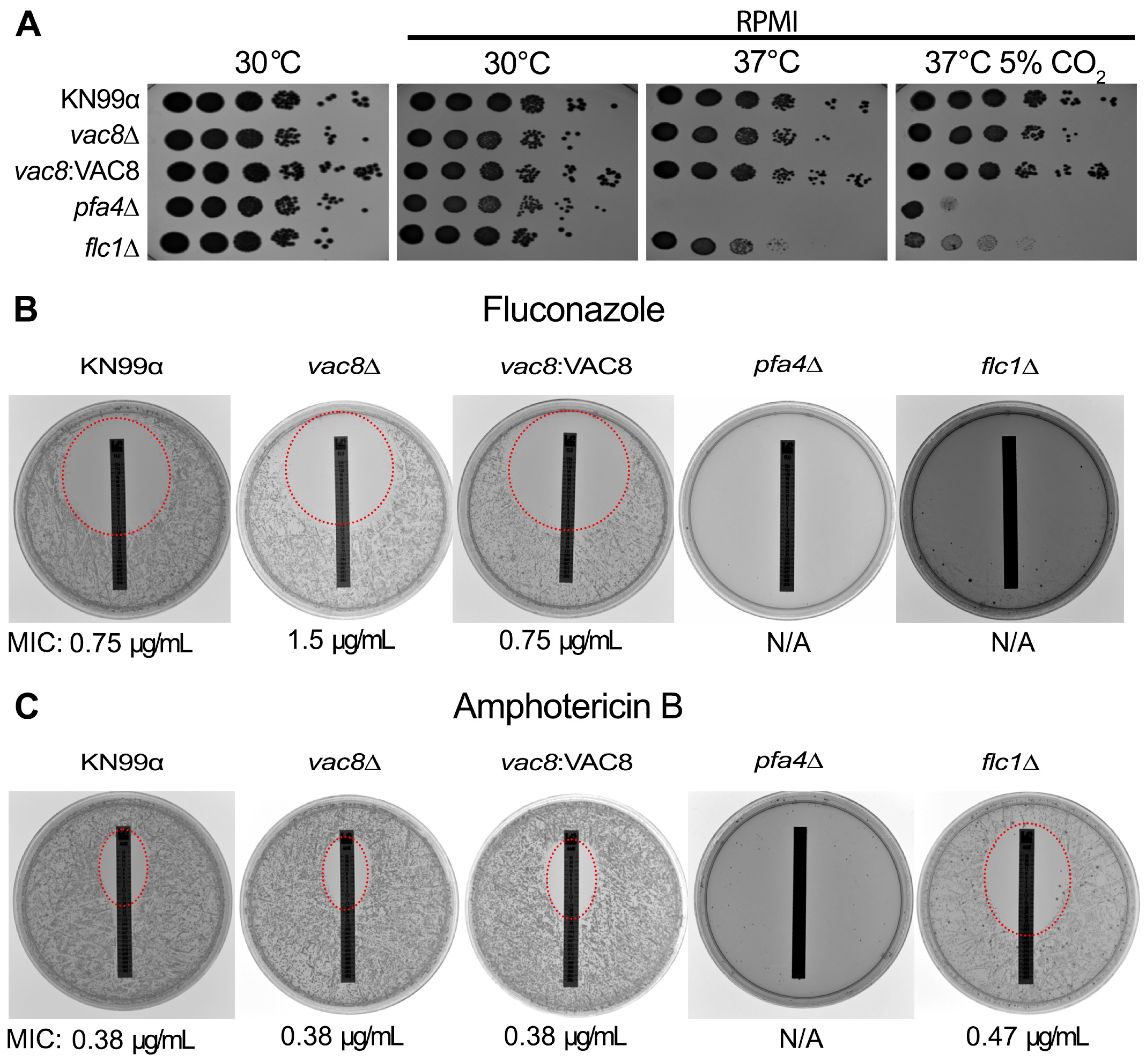 Jof 11 00877 g007 Jof 11 00877 g007