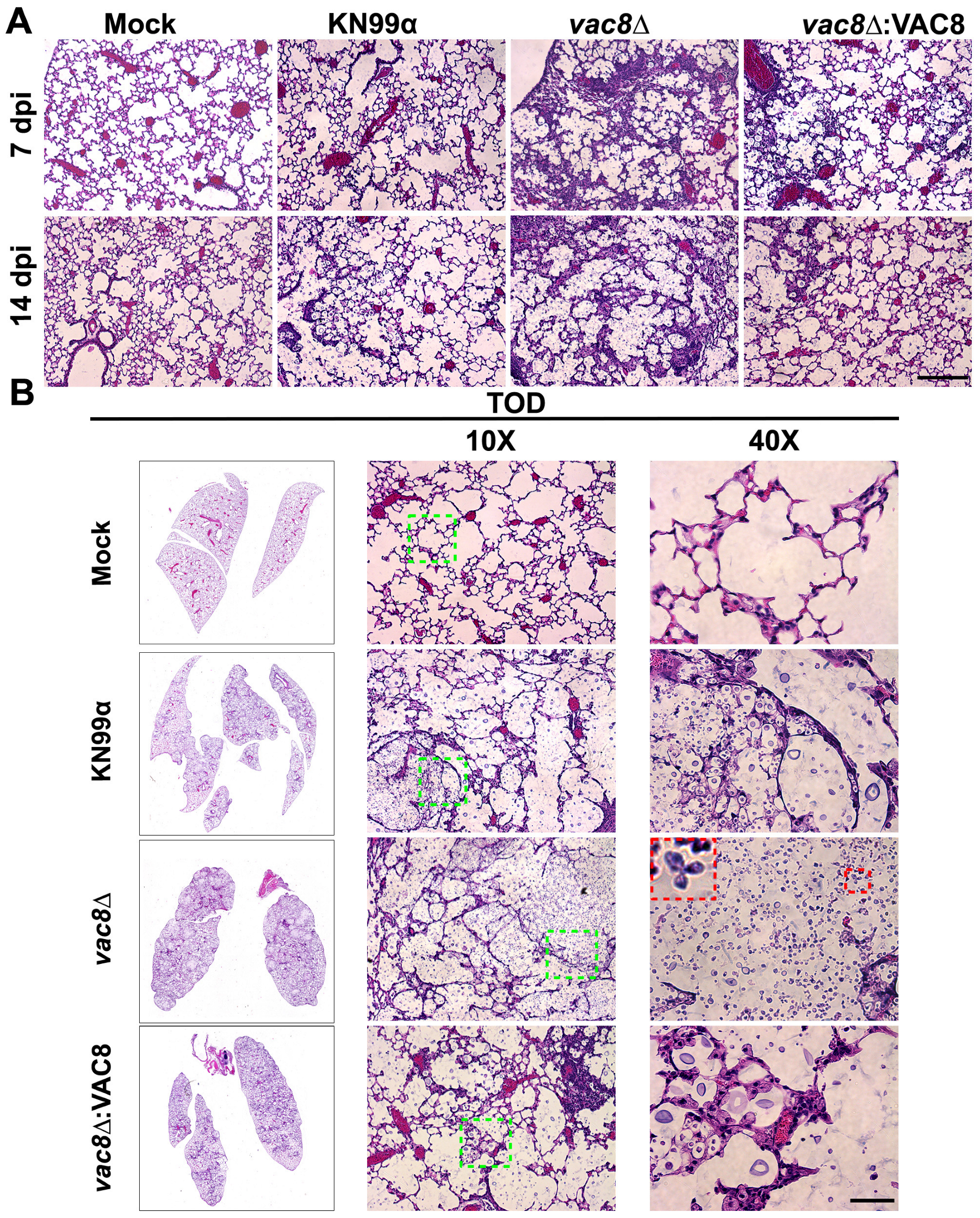 Jof 11 00877 g009 Jof 11 00877 g009