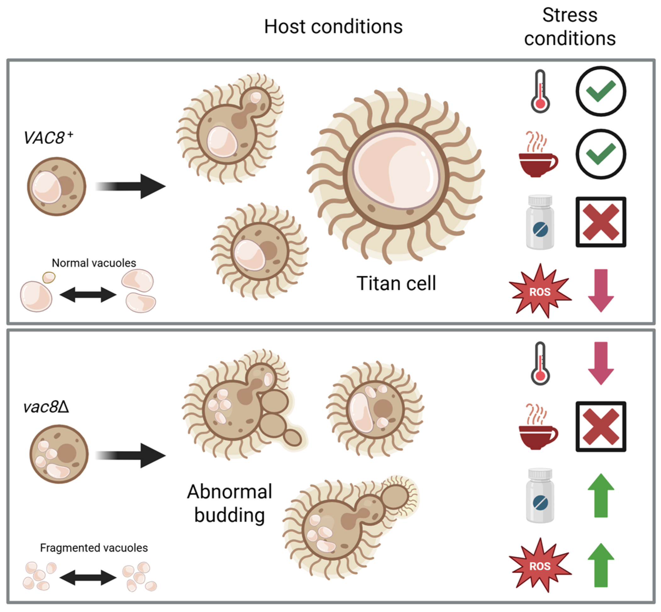 Jof 11 00877 g010 Jof 11 00877 g010